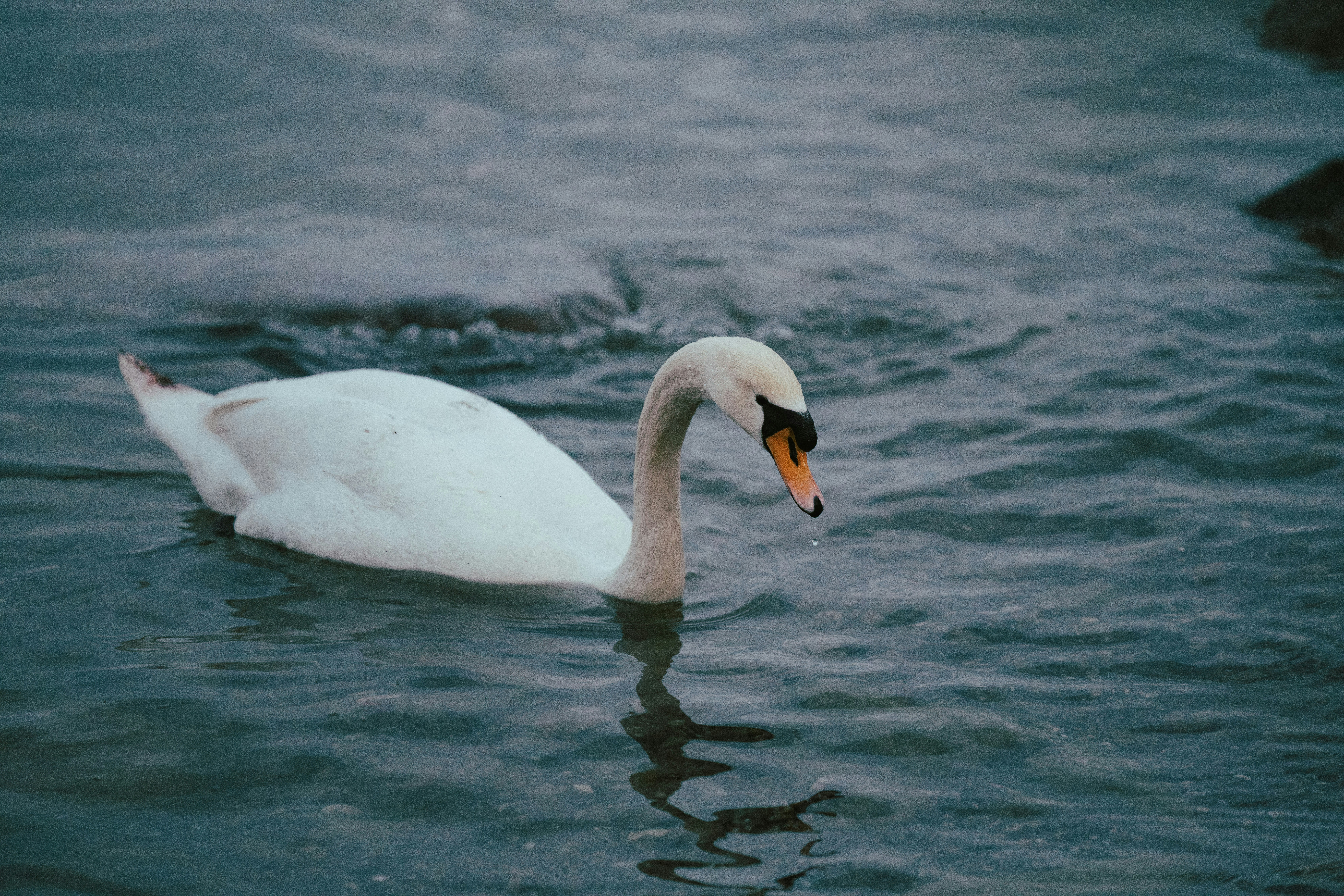 Photo by opohmelka