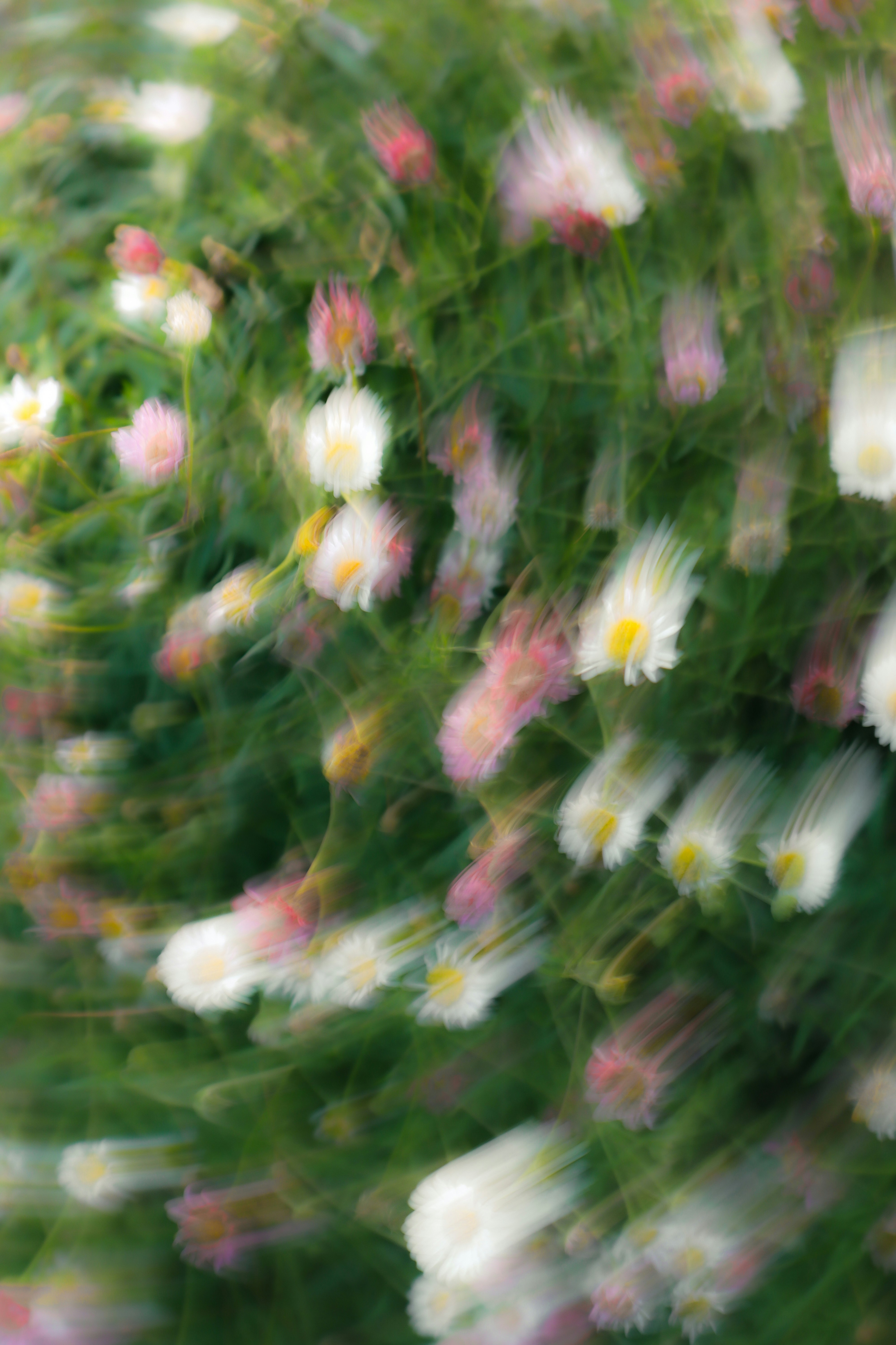 Desfoque abstrato de flores brancas e rosas.