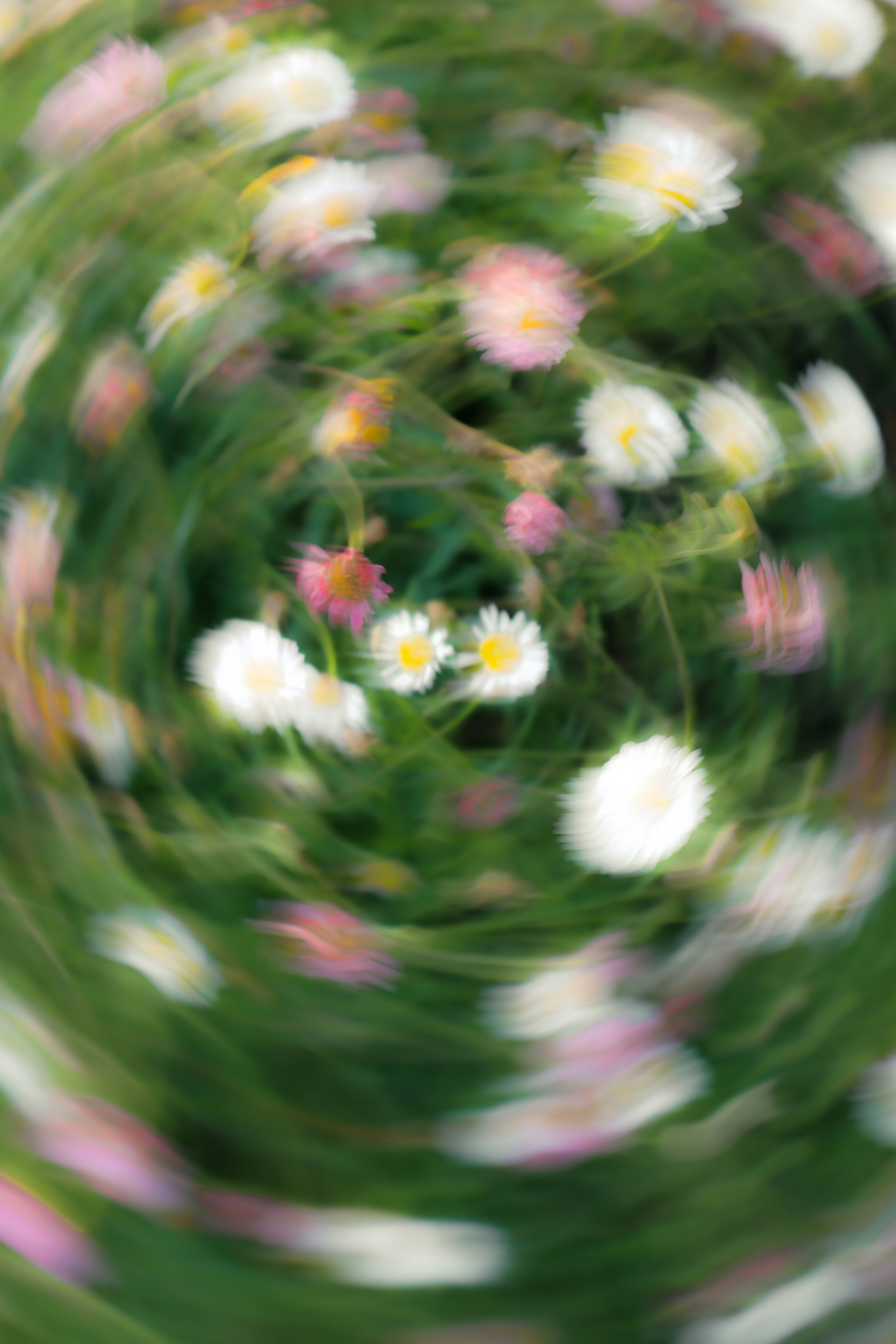 Margaridas girando e folhagem verde em um jardim