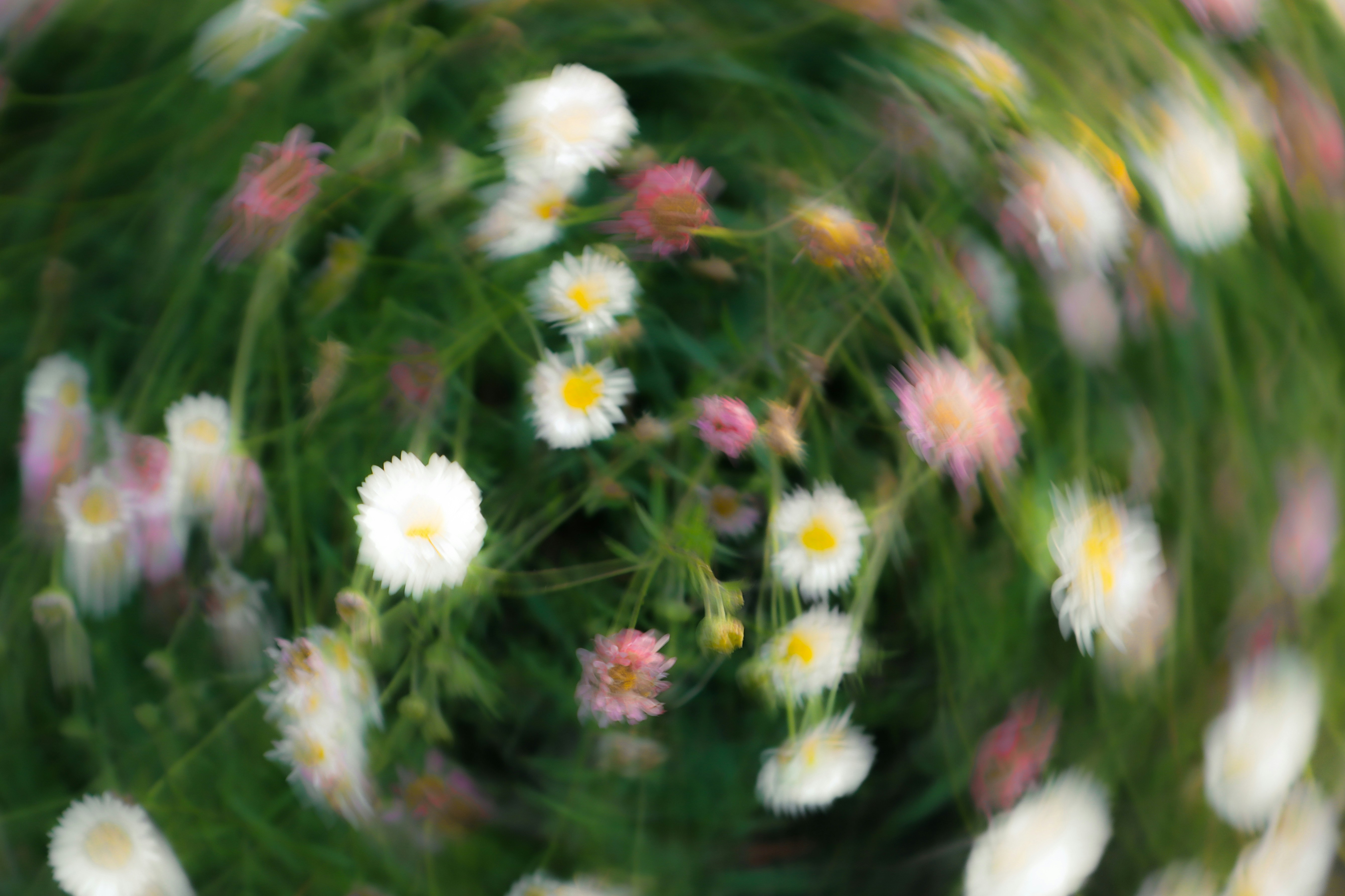 Redemoinho abstrato de pequenas flores brancas e rosas