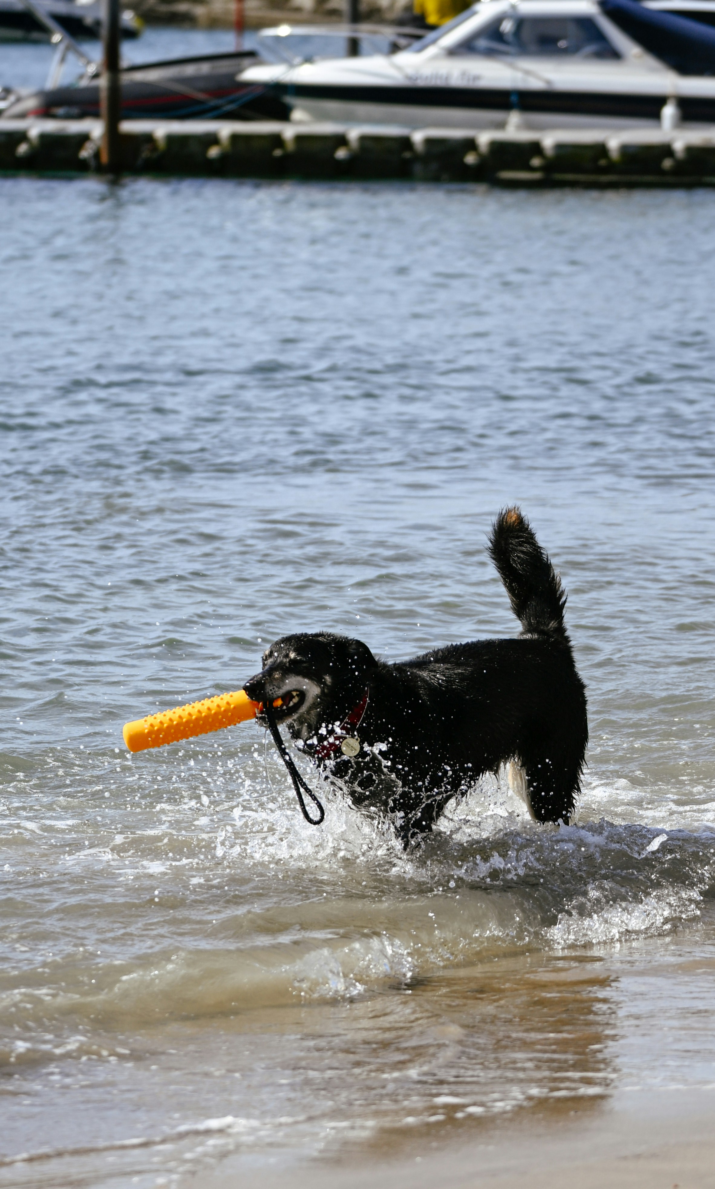 Black dog runs out of water with toy