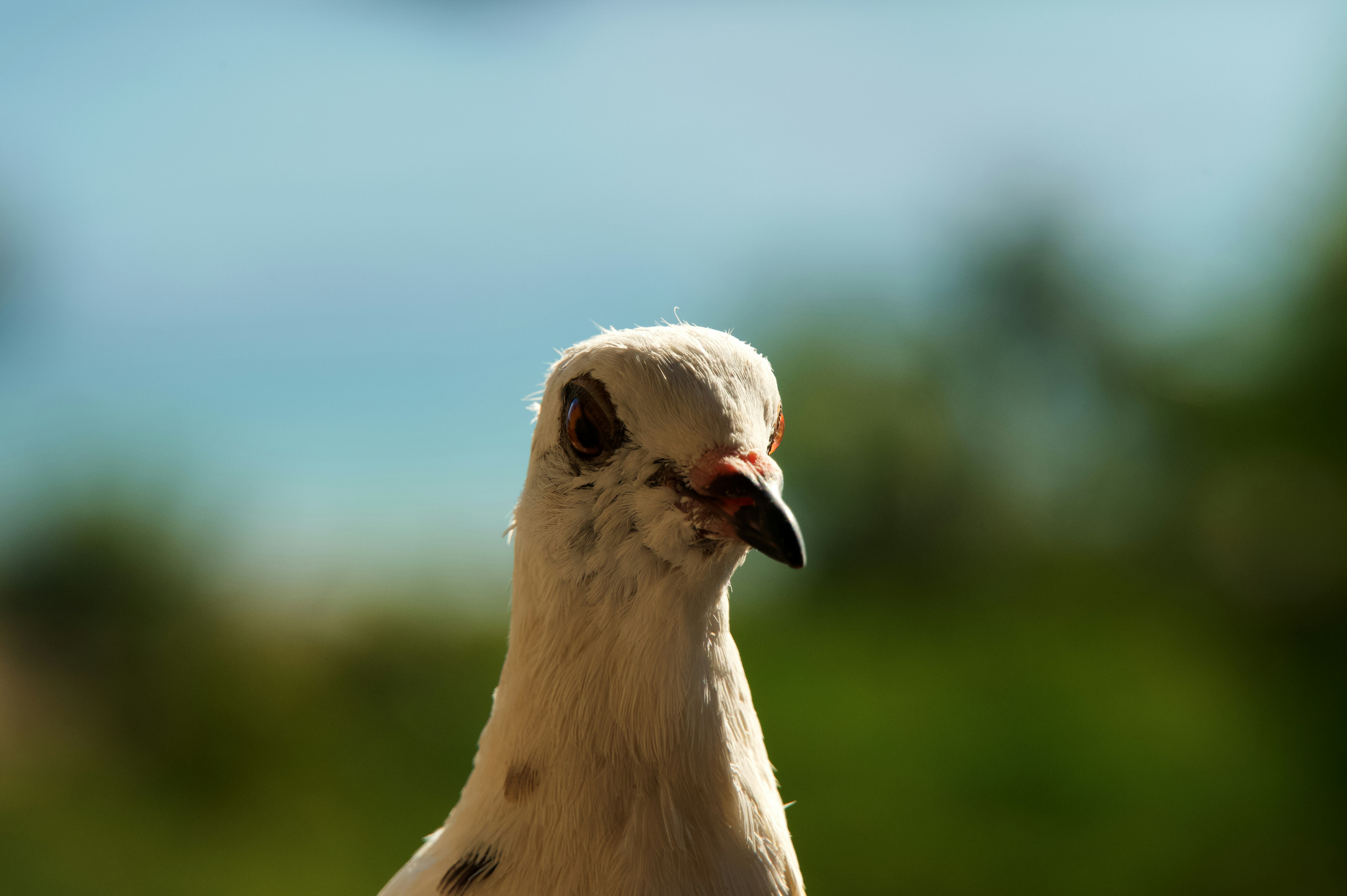 Photo by inventorb