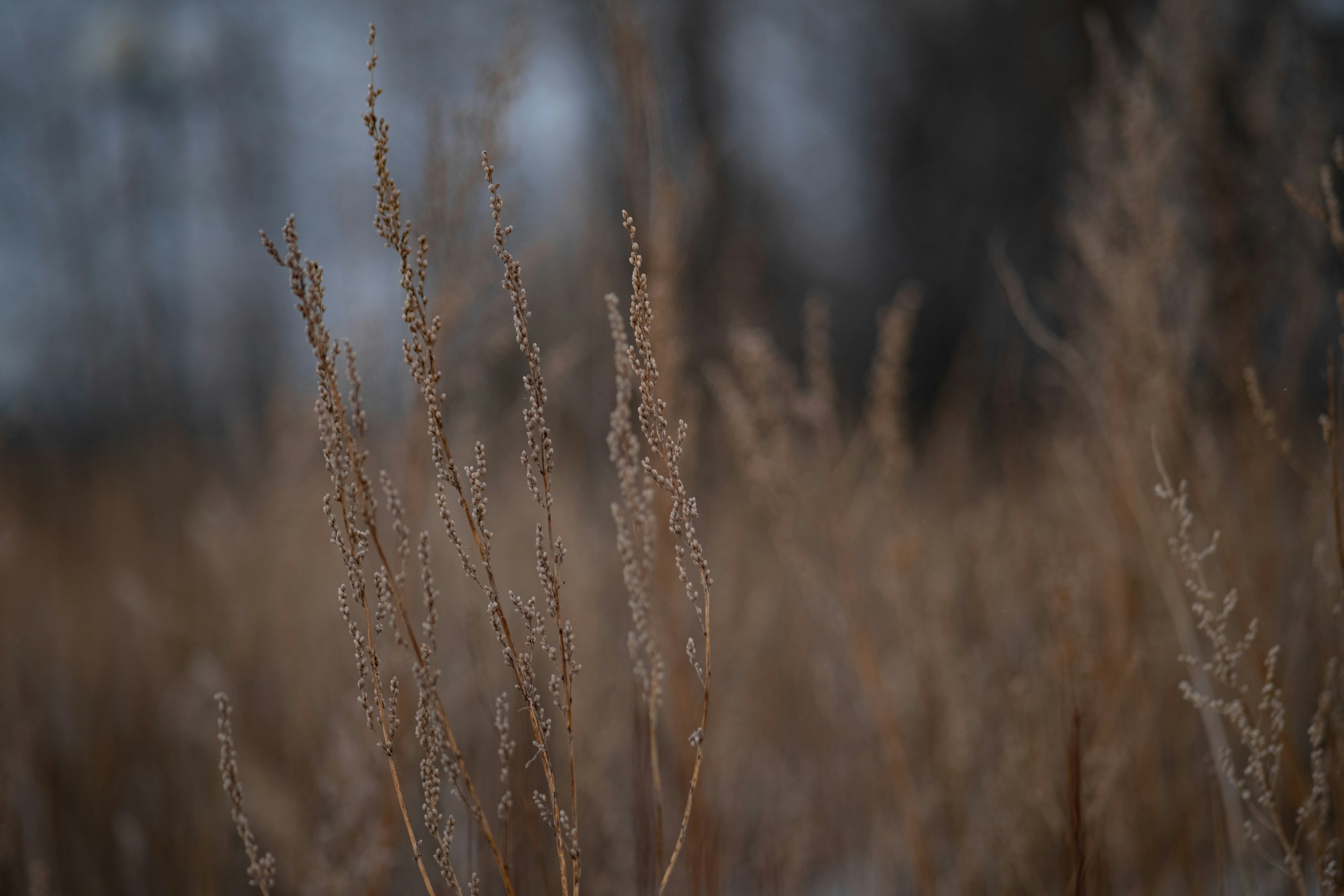 Dry tall grasses in a field during winter.