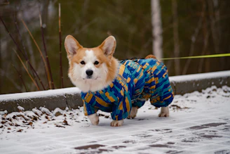 Corgi wearing a padded winter coat on a snowy sidewalk