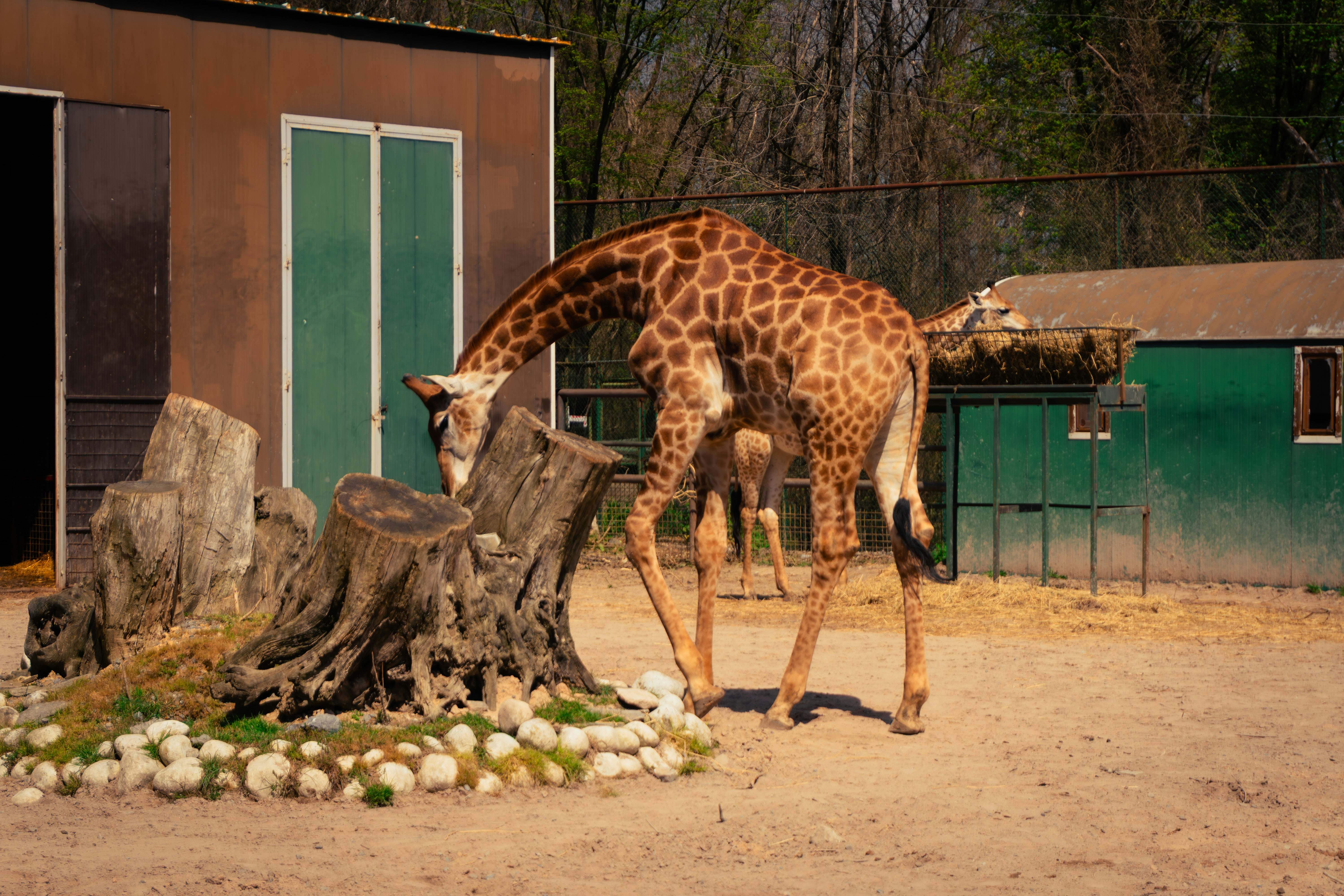 A giraffe bends down to eat near a tree stump.