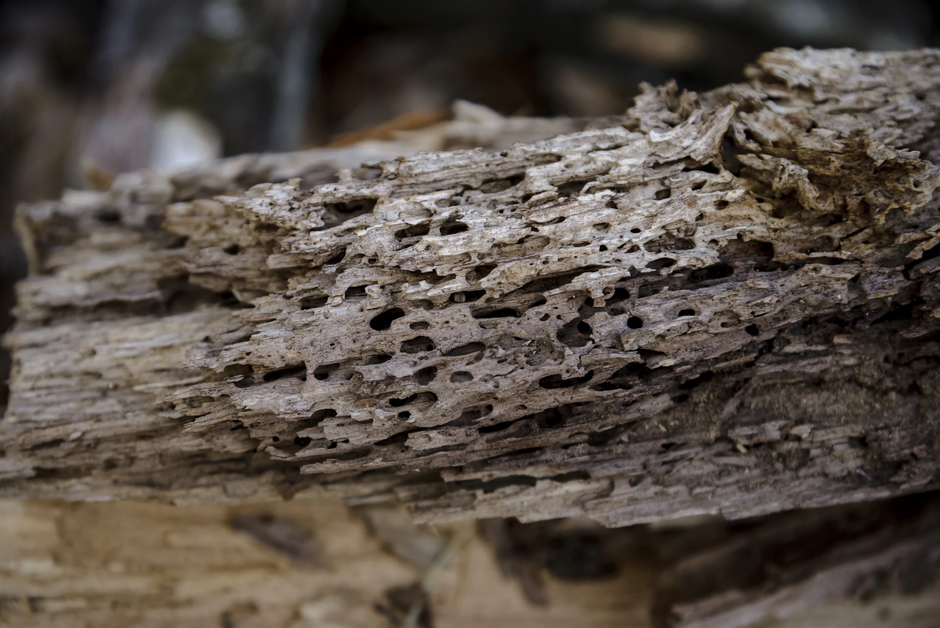 Weathered wood texture showing insect damage