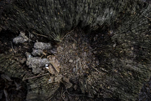 Close-up of a weathered tree stump with fallen leaves