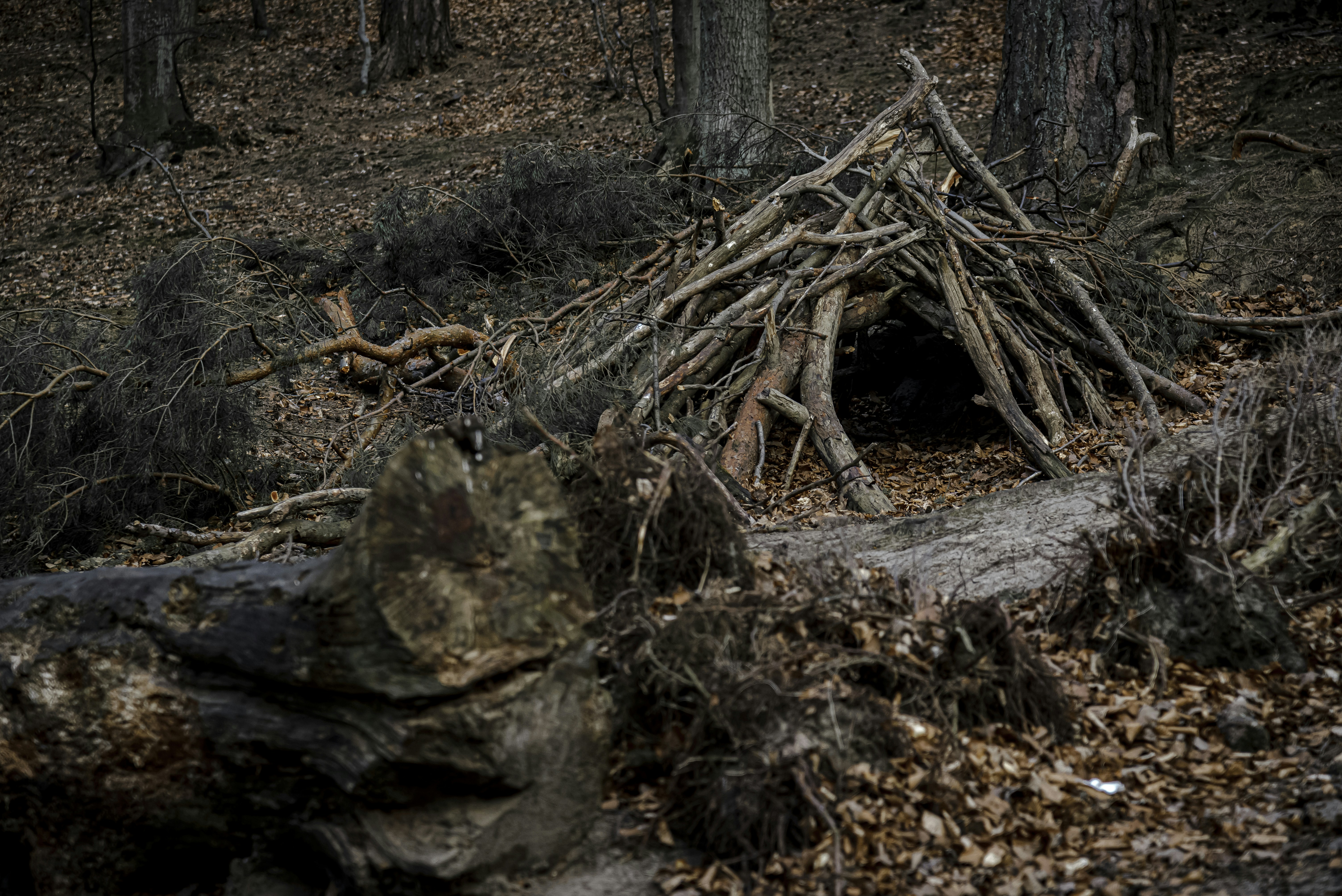 Build a Windbreak or Small Shelter