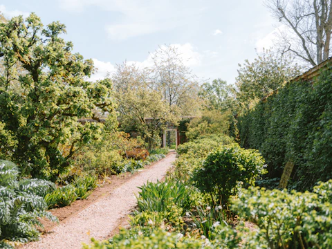 A winding path through a lush green garden.