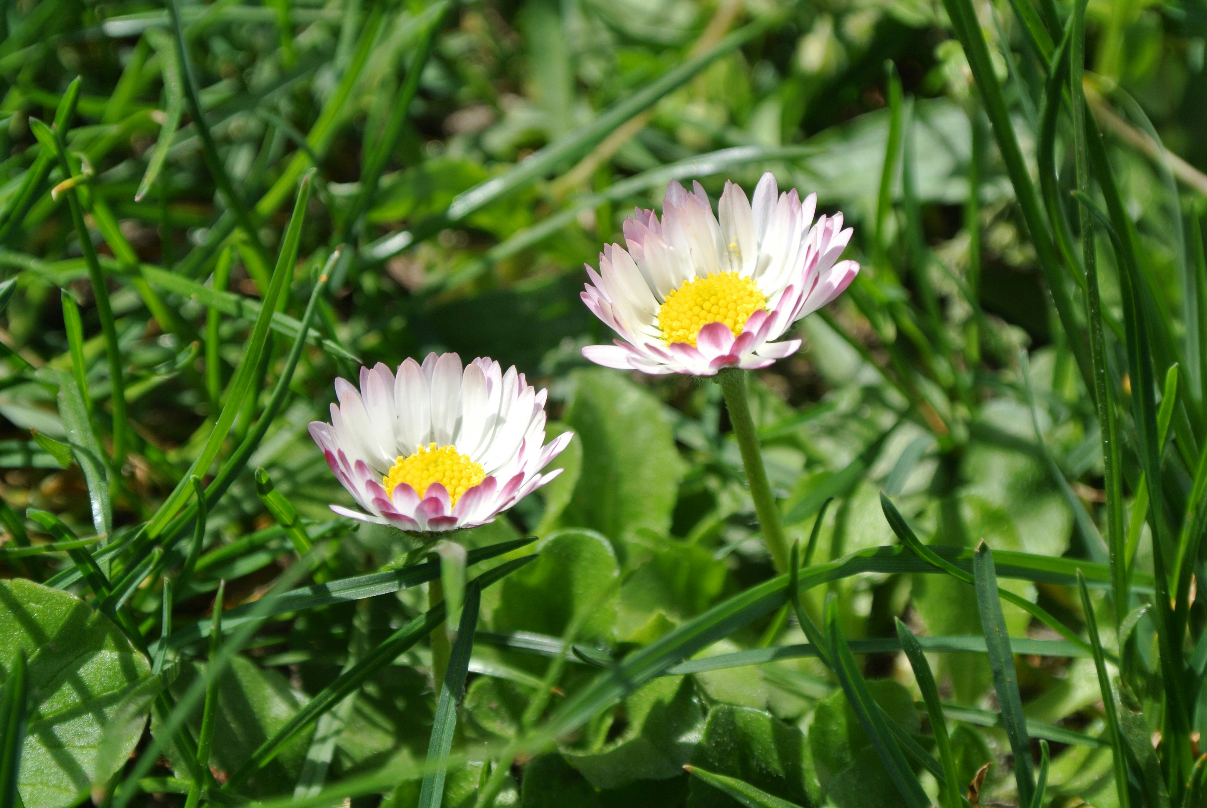 Two small daisies blooming in green grass
