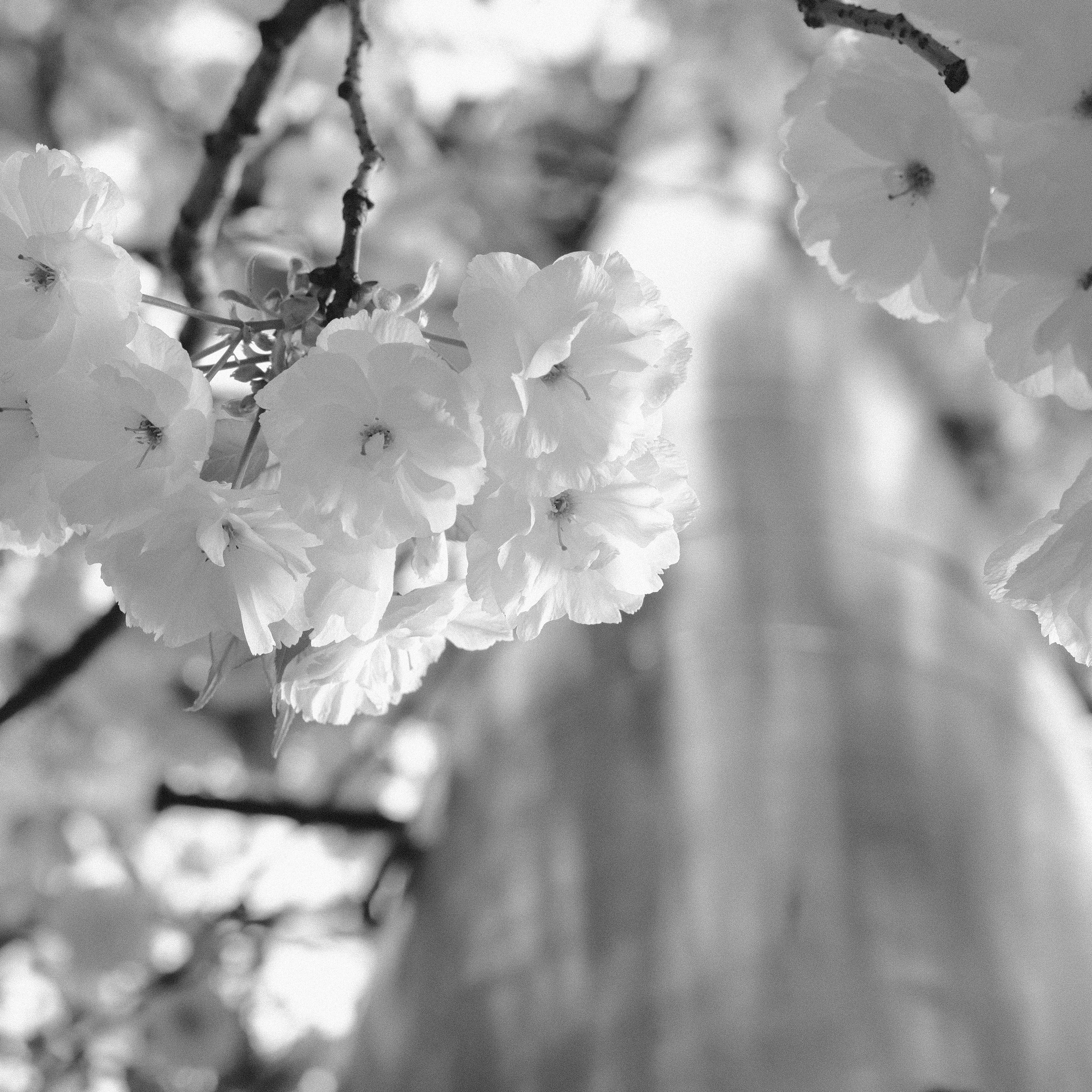 Woman enjoying cherry blossoms in a serene garden setting