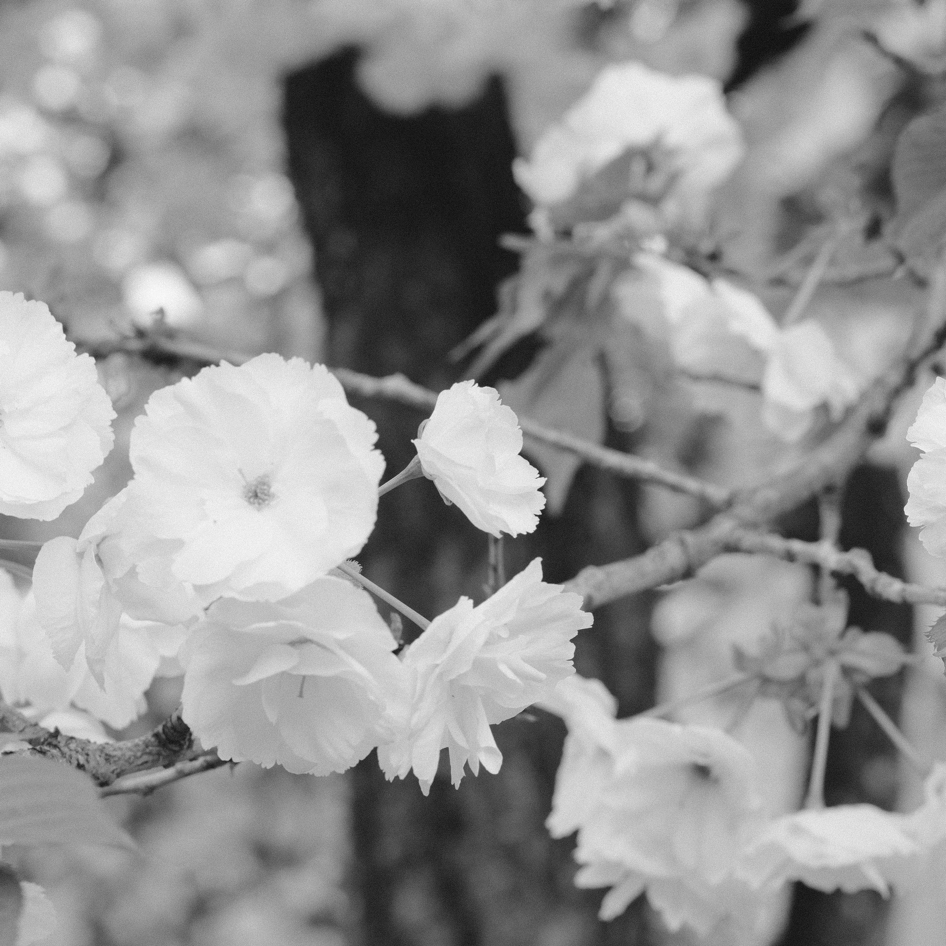Spring season imagery