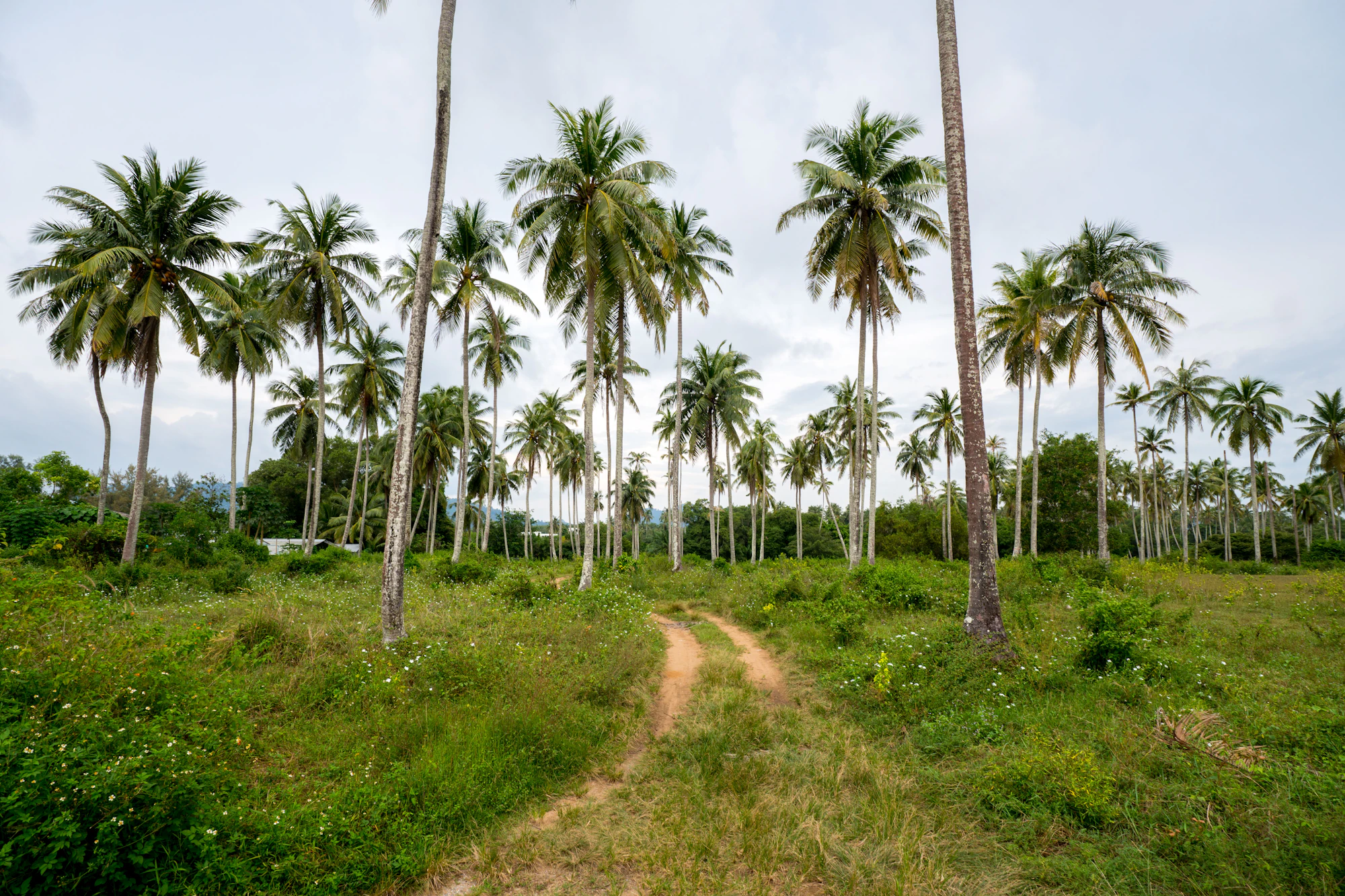 Dirt track through an old coconut grove in the island's interior