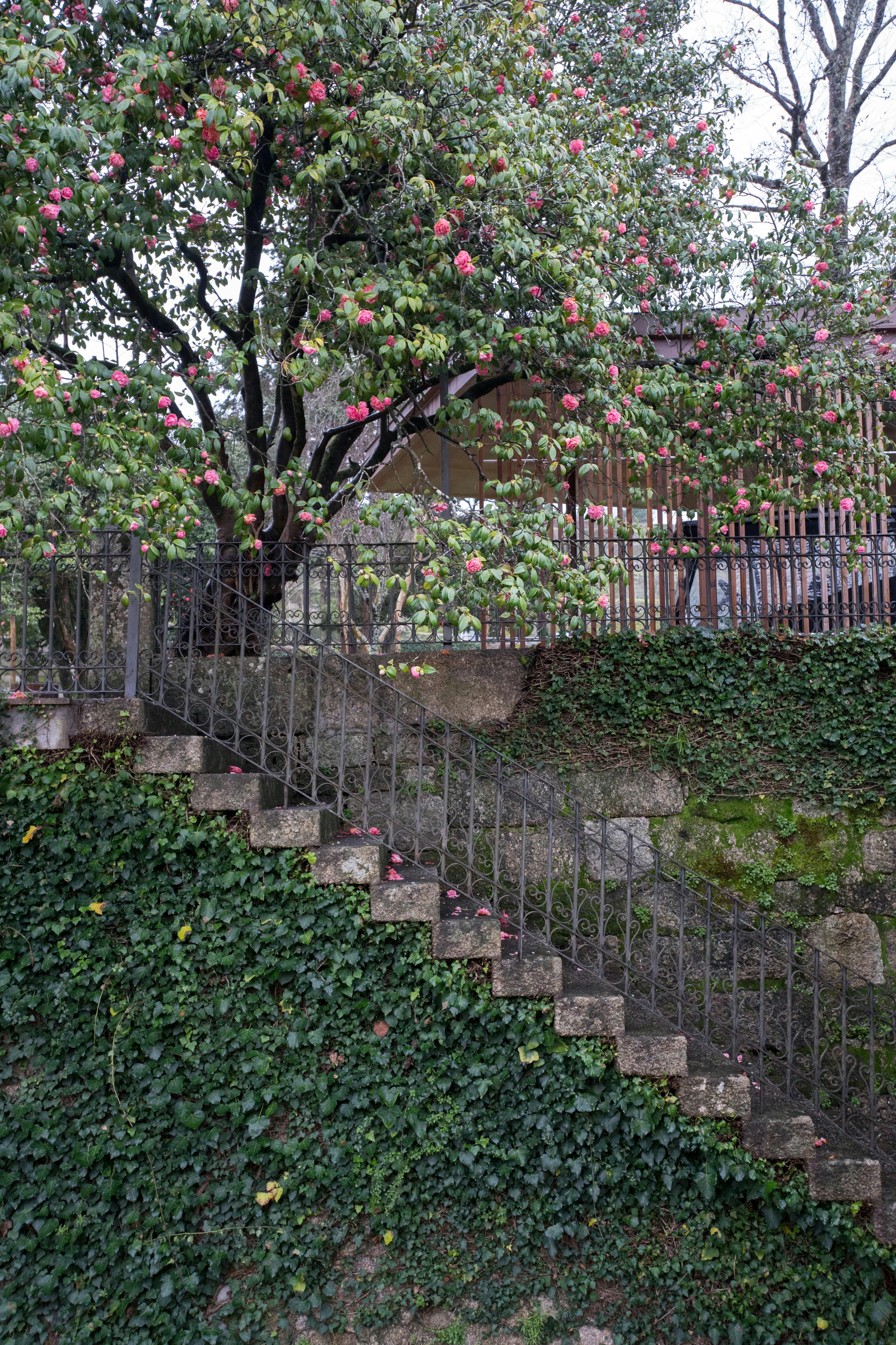 Stone stairs covered in ivy with flowering tree.