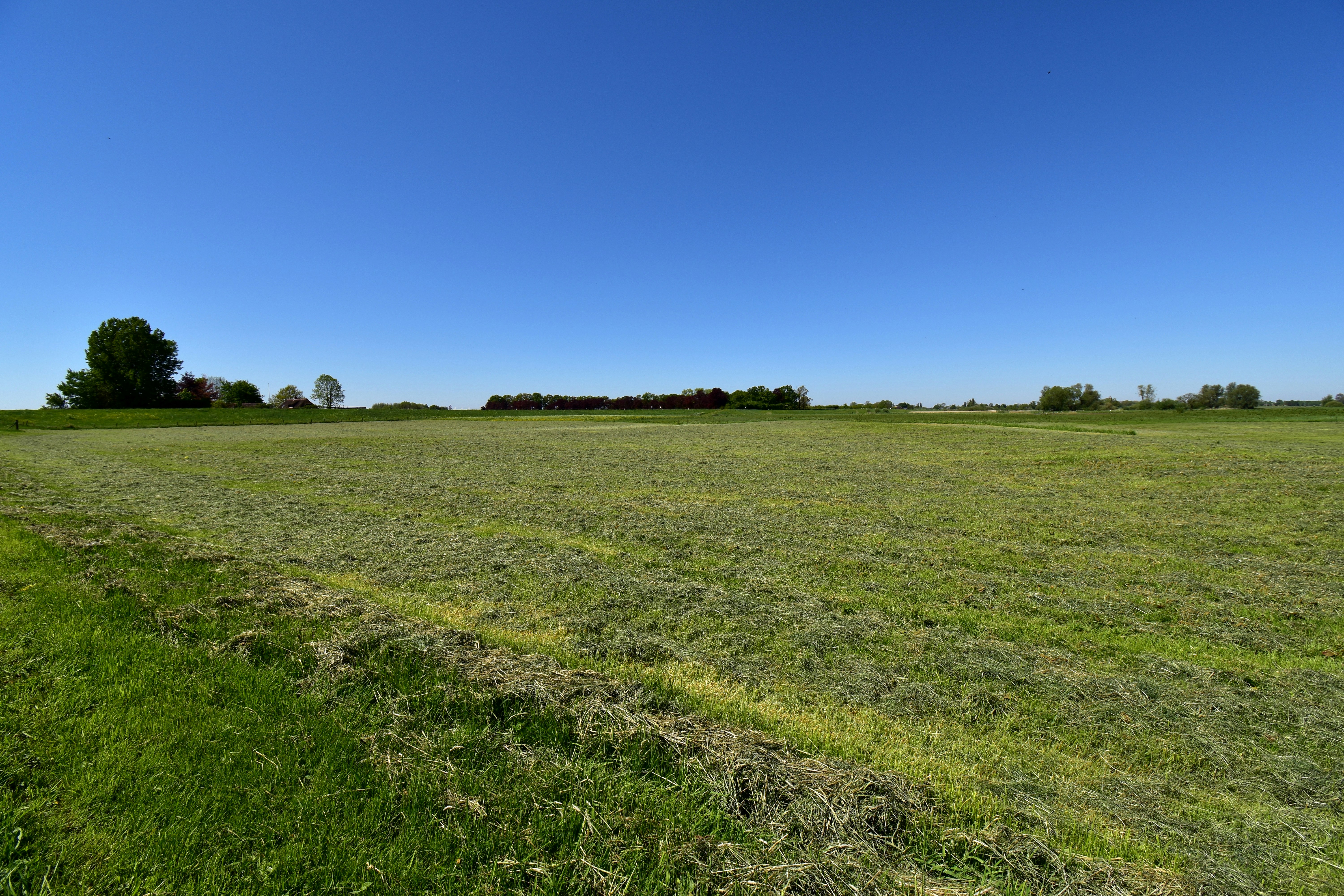 맑고 푸른 하늘 아래 광활한 초록 들판