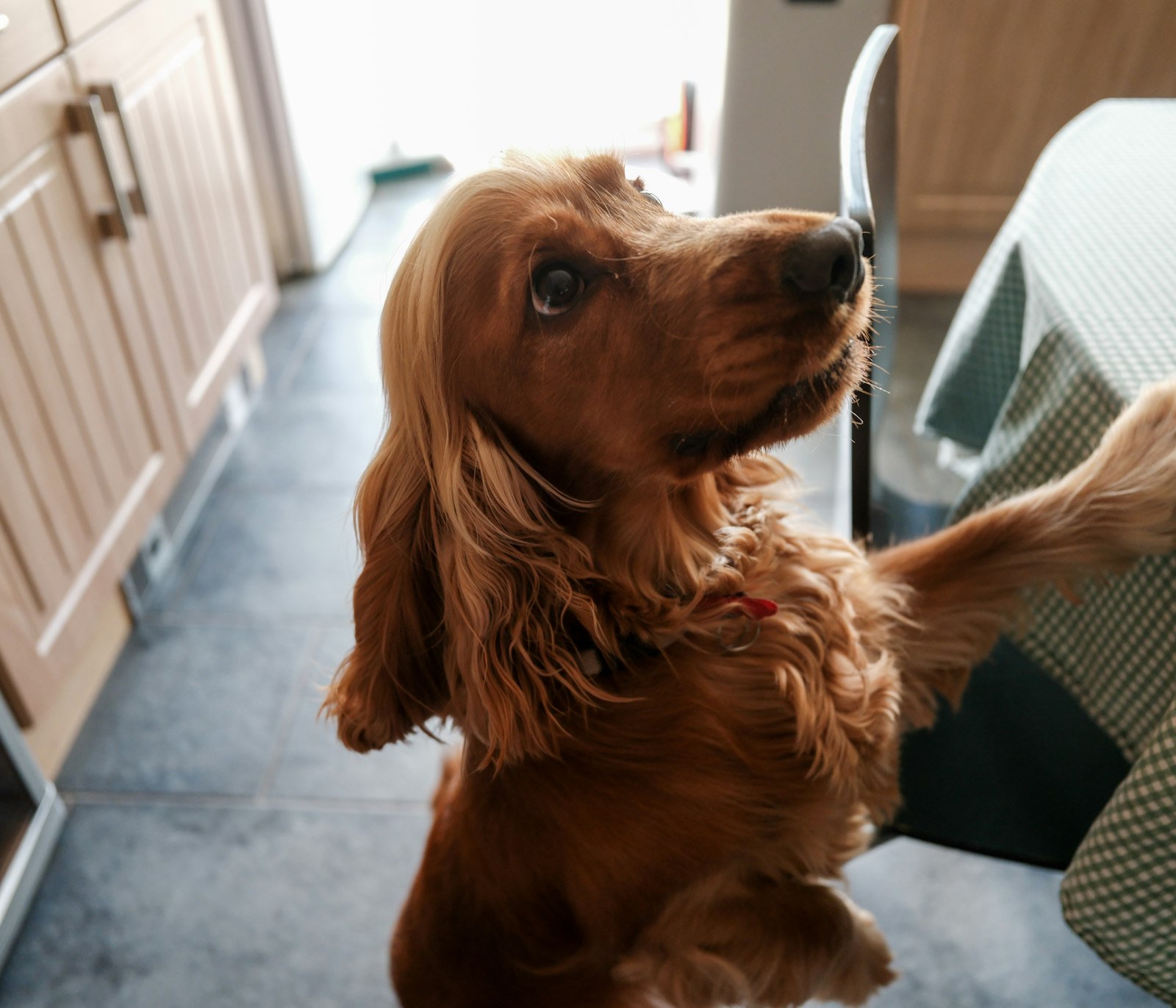 Homemade Treats Your Cocker Spaniel Will Beg For