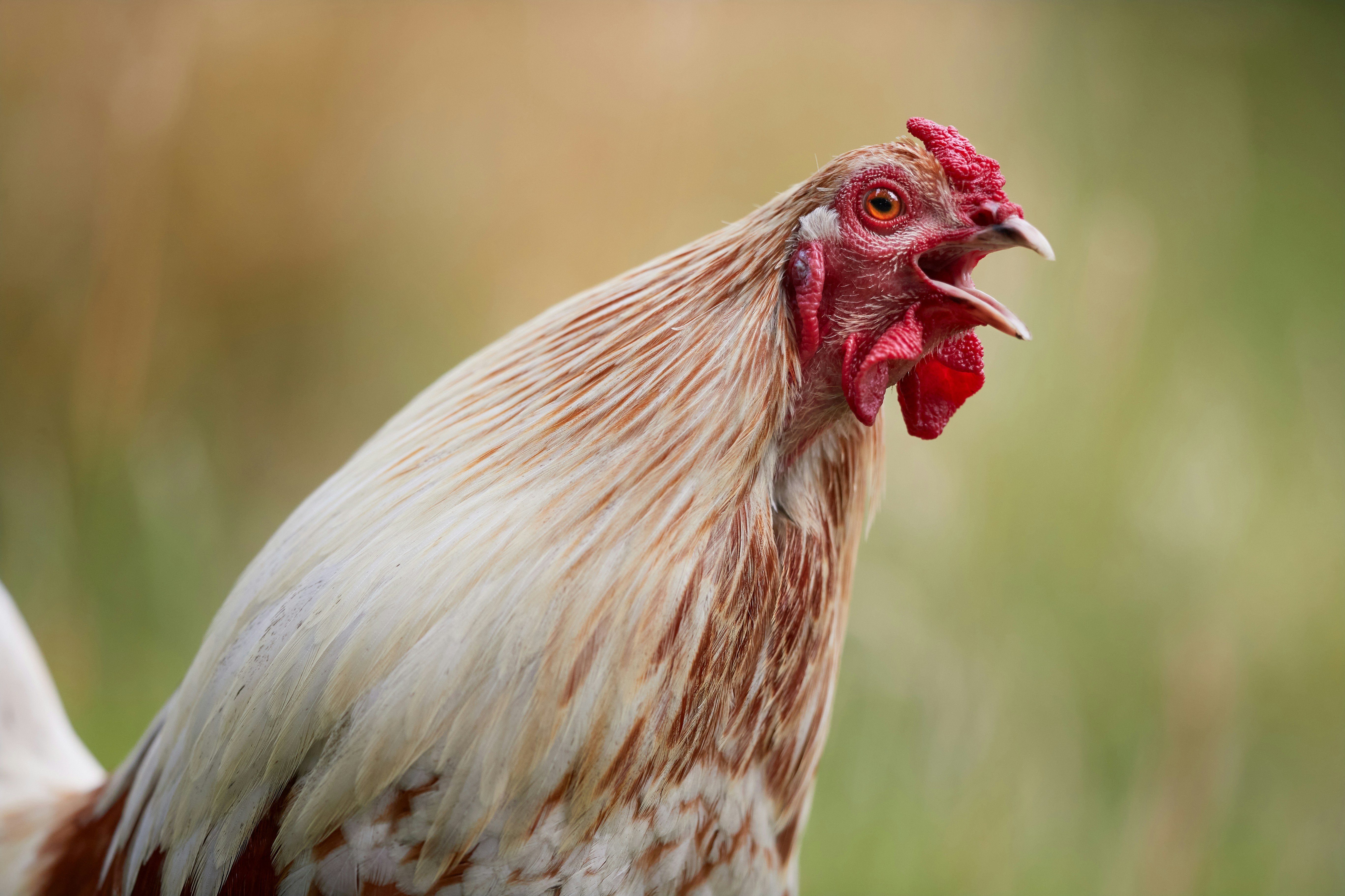 A close-up of a rooster crowing in a field. photo – Free Animal Image ...