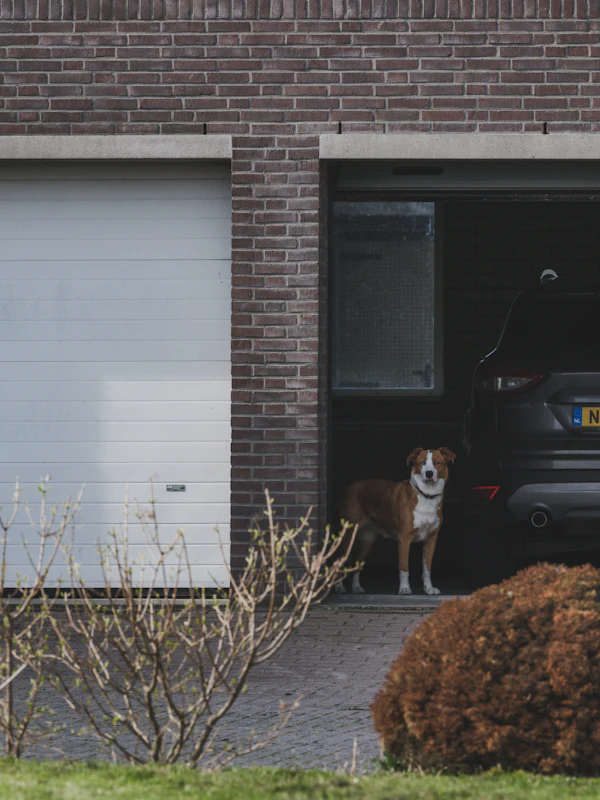Antigel : un poison dangereux pour les chiens et les chats