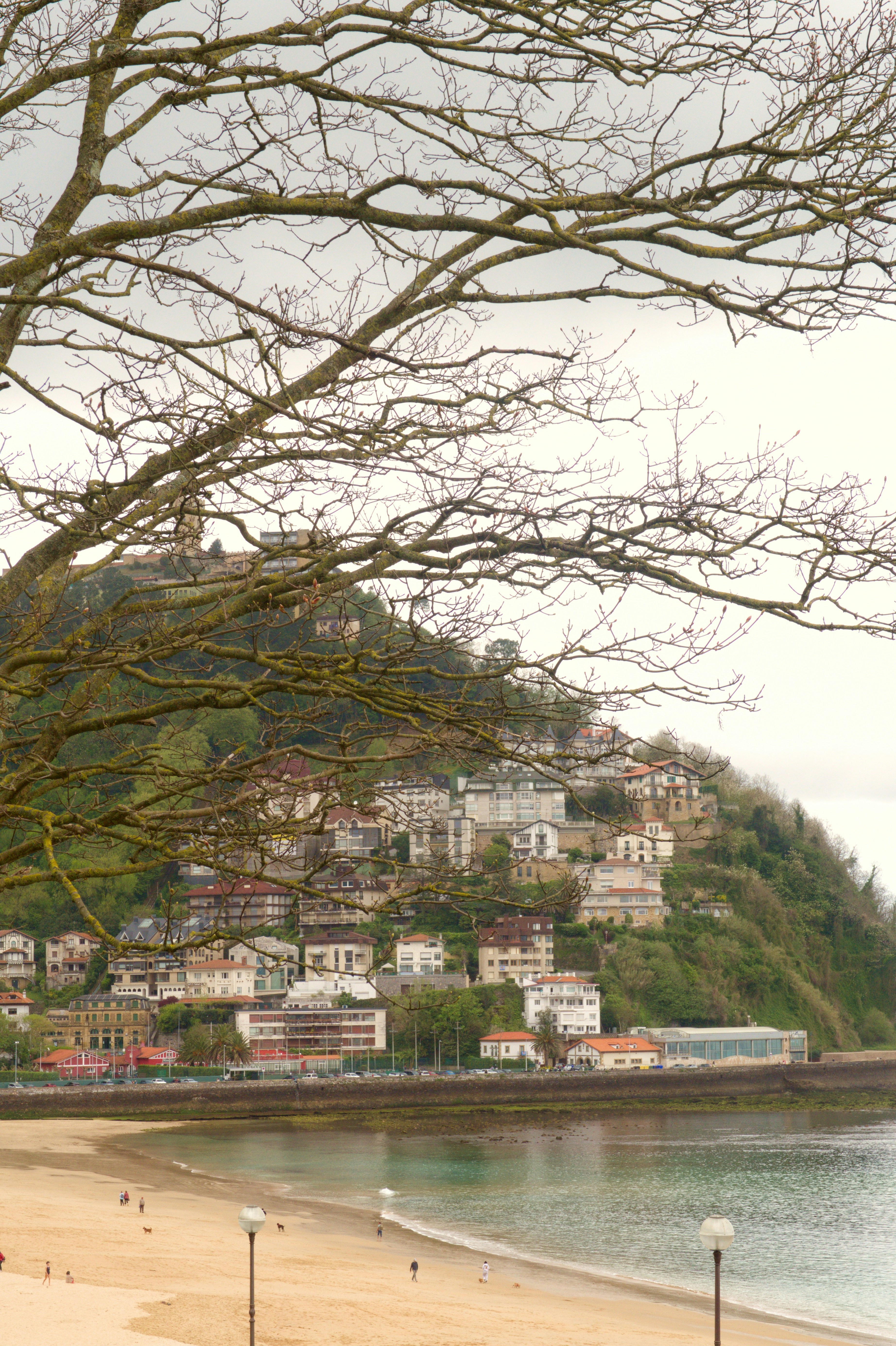 Bare tree branches frame a coastal town on a hill