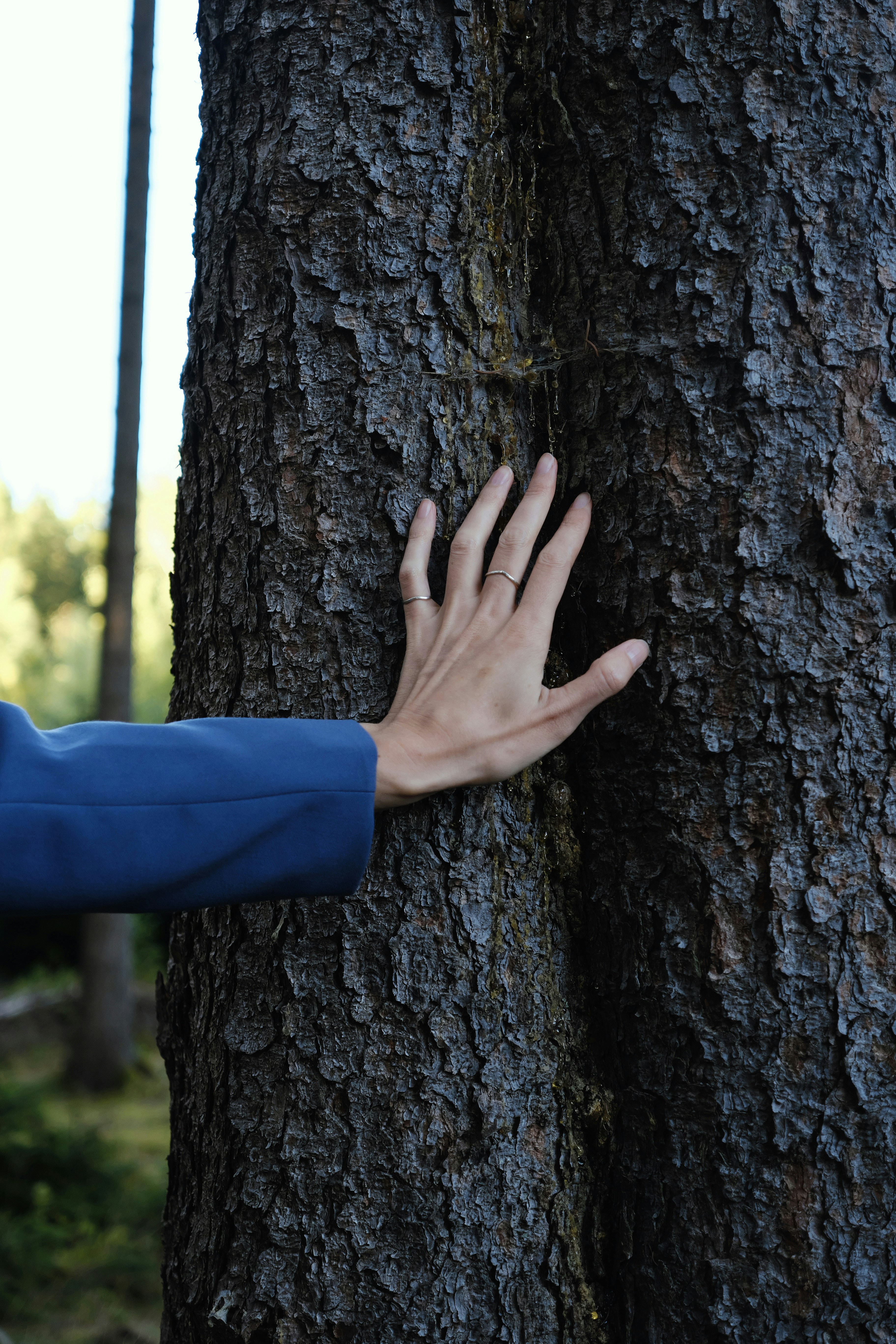 Una mano tocando un tronco grande en un bosque.