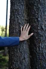A hand touching a large tree trunk in a forest.