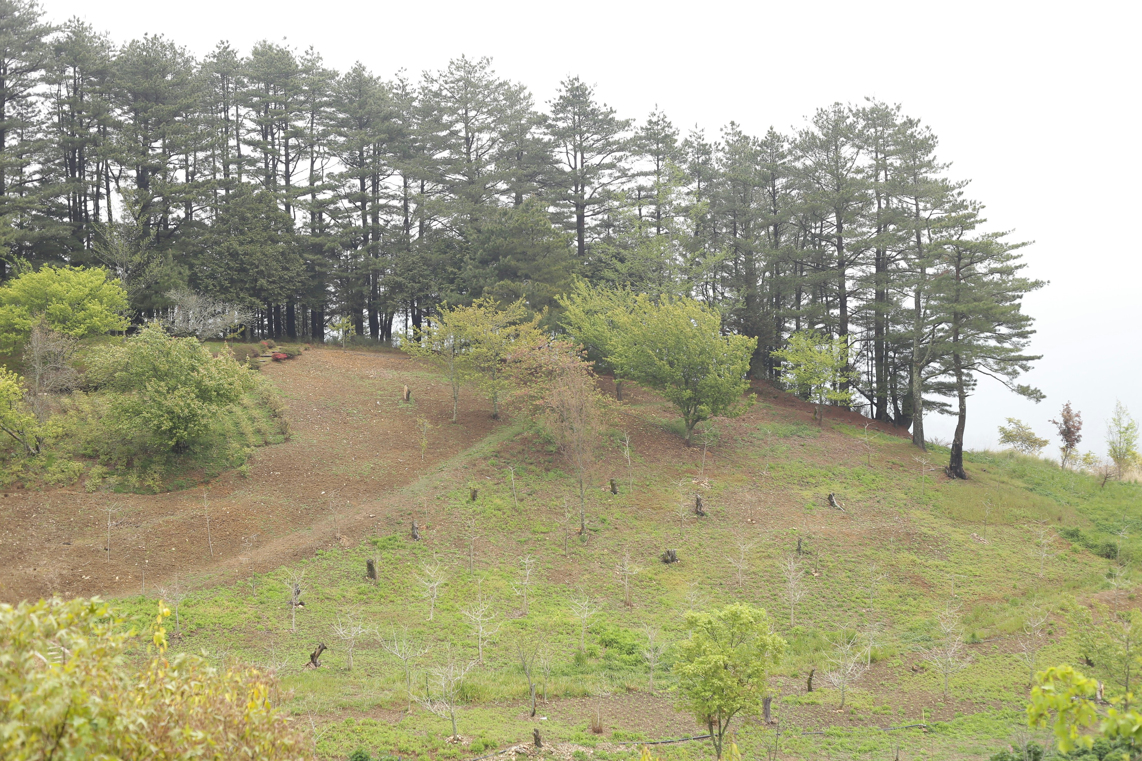 Astoria Forest Restoration Partnership