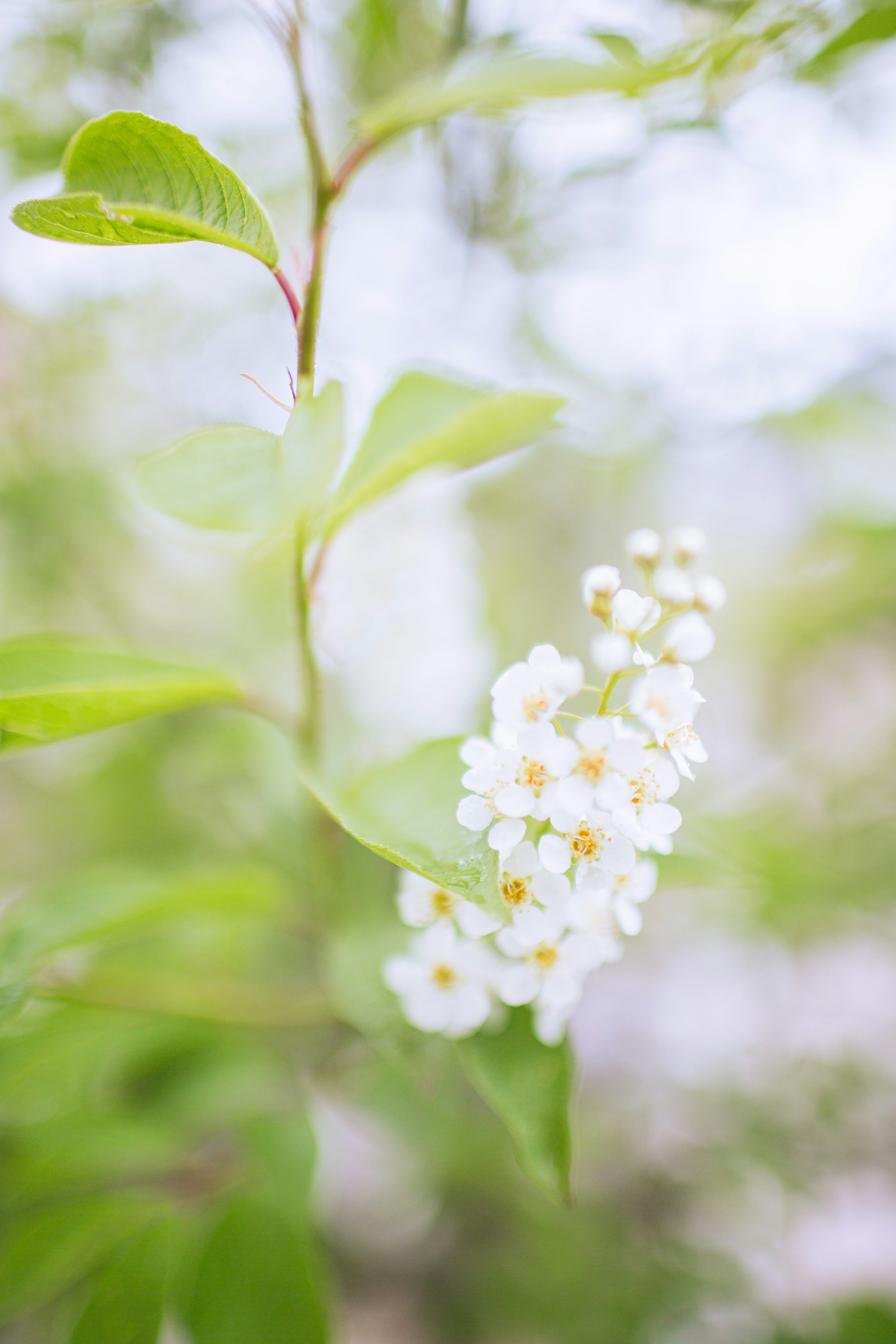 Photo by lisoglazka