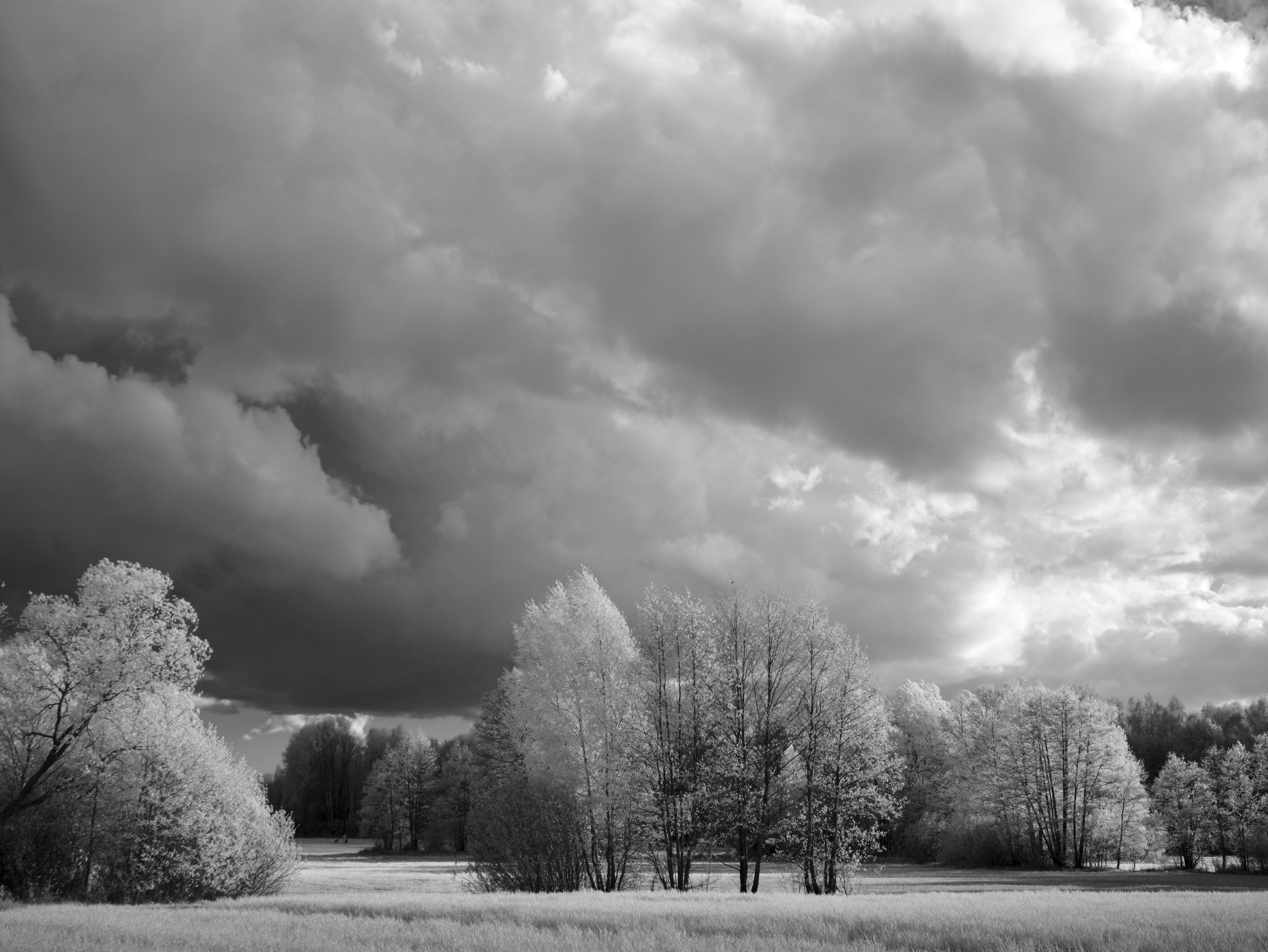 Dramatic storm clouds gather over a field with trees.