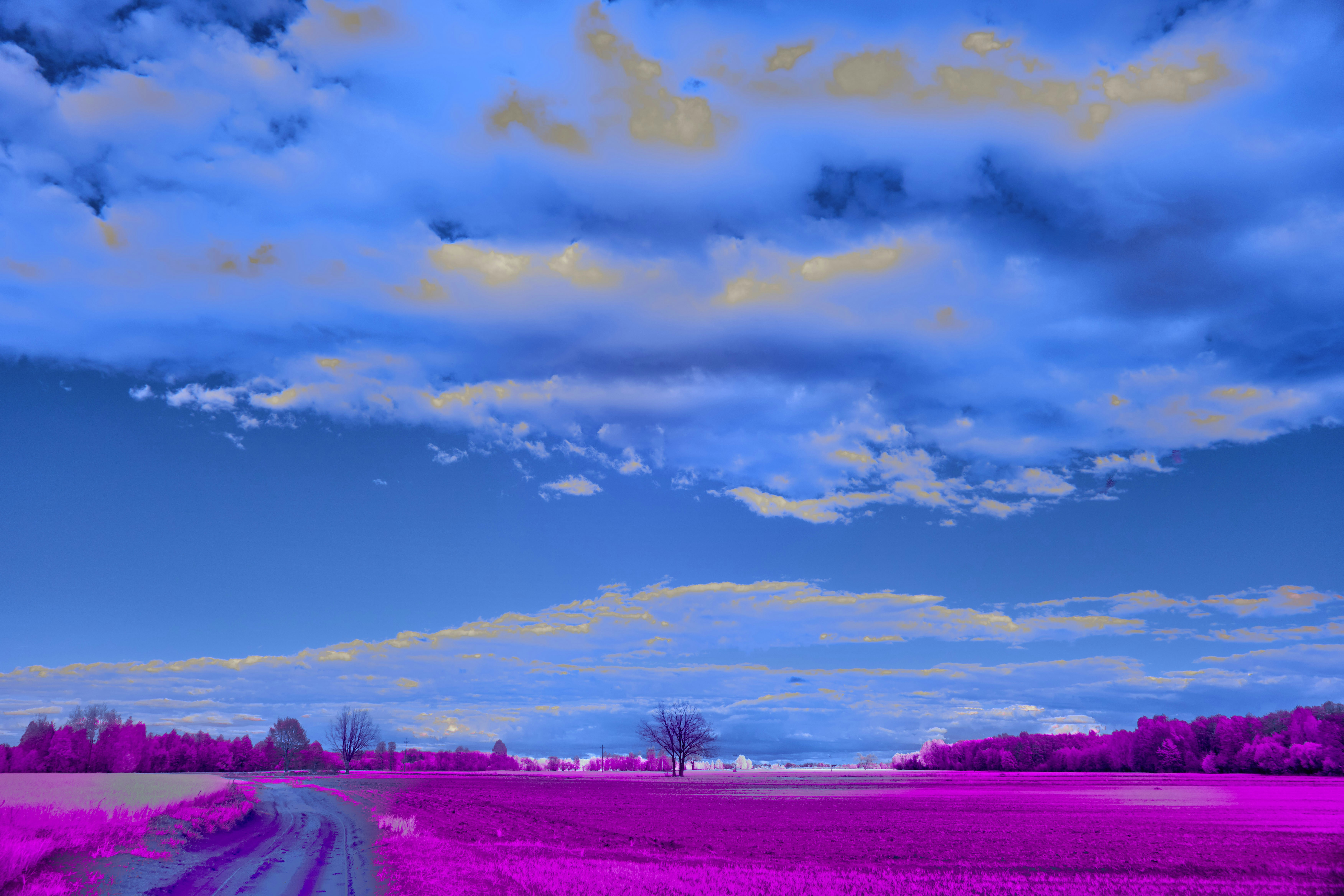 Vibrant purple field under a bright blue sky