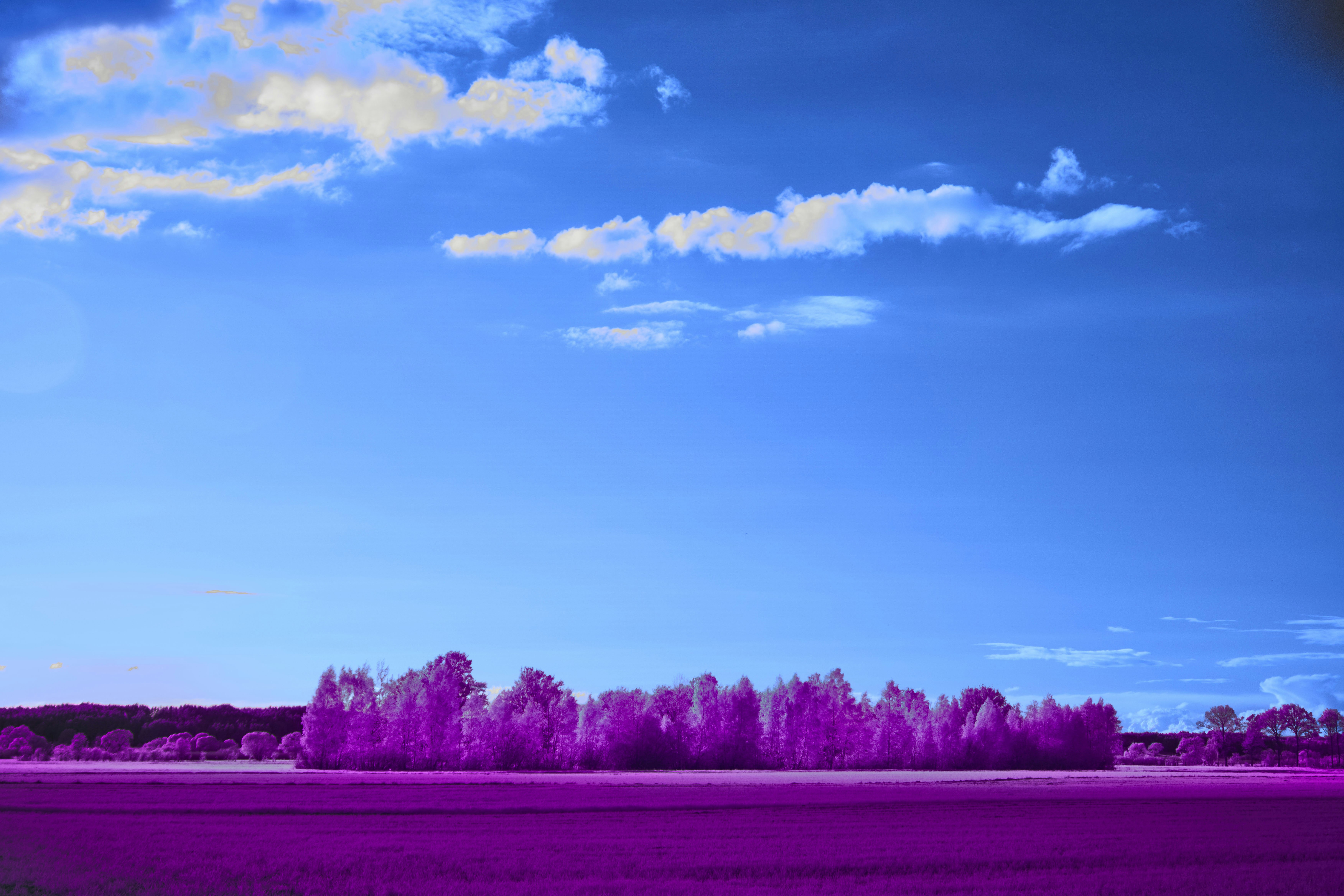 Vibrant landscape with purple field and blue sky.