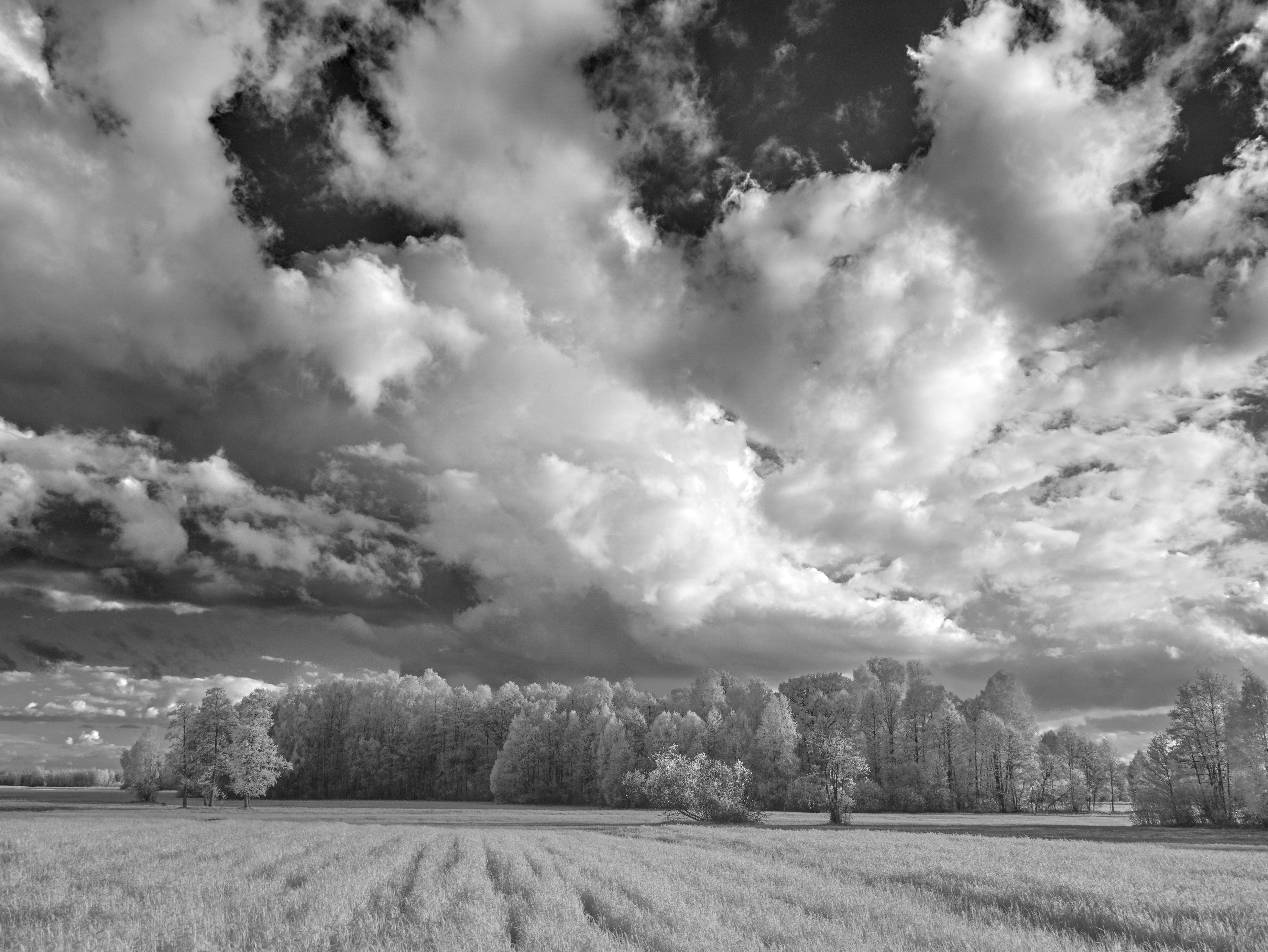 Dramatic clouds over a field and trees
