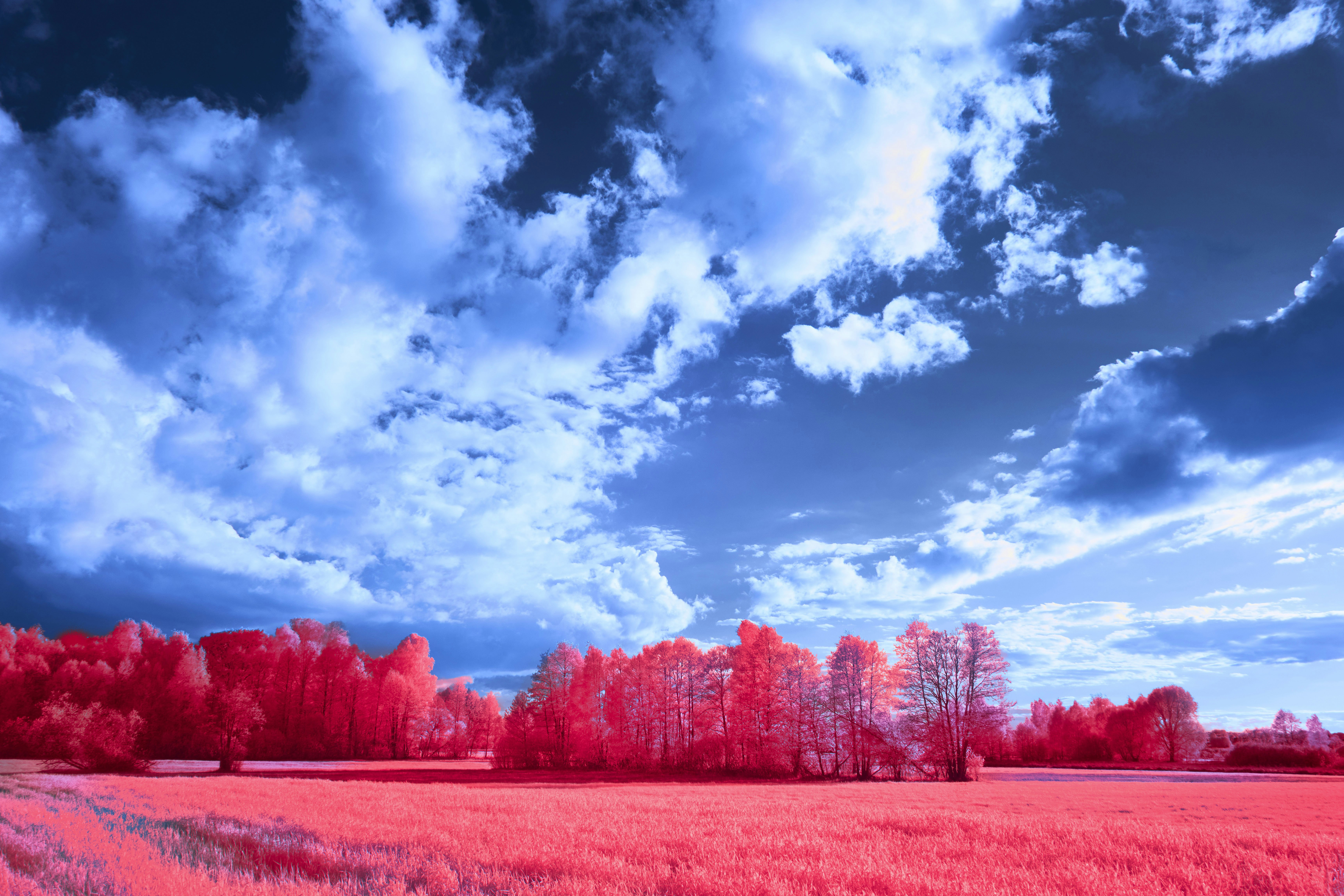 Vibrant red trees under a dramatic blue sky