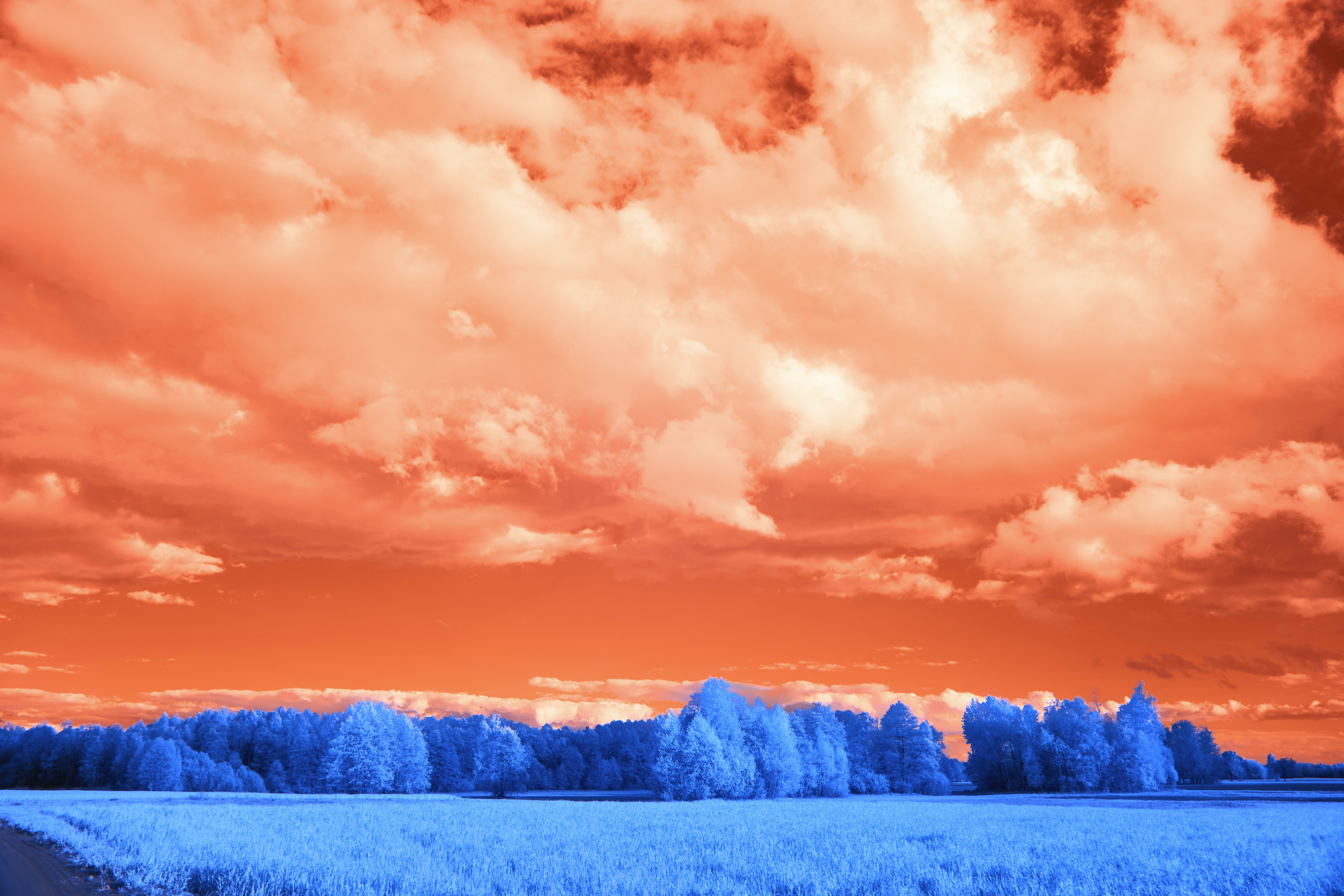 Surreal landscape with orange sky and blue trees