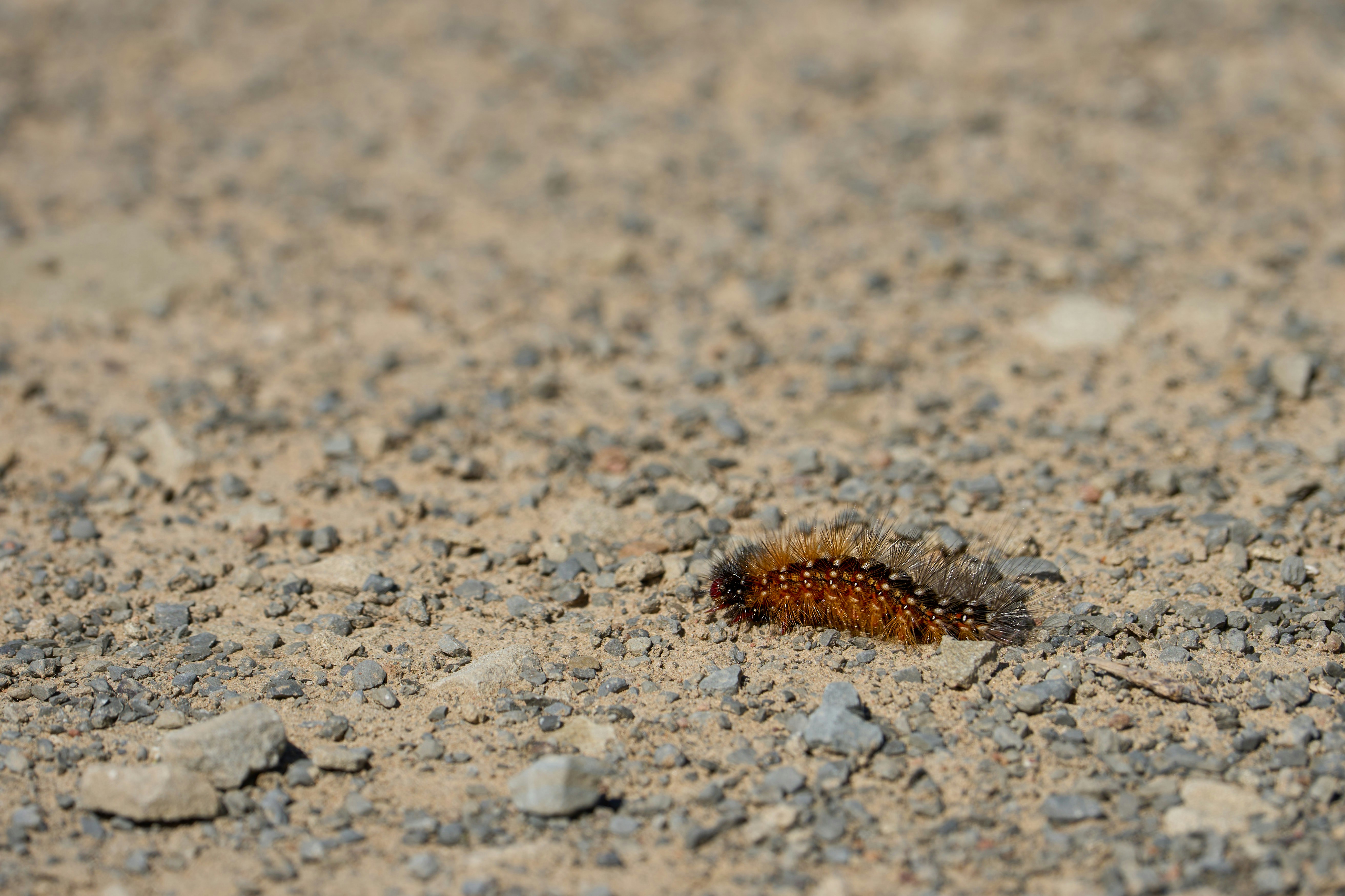 A small caterpillar crawls on a gravel path.