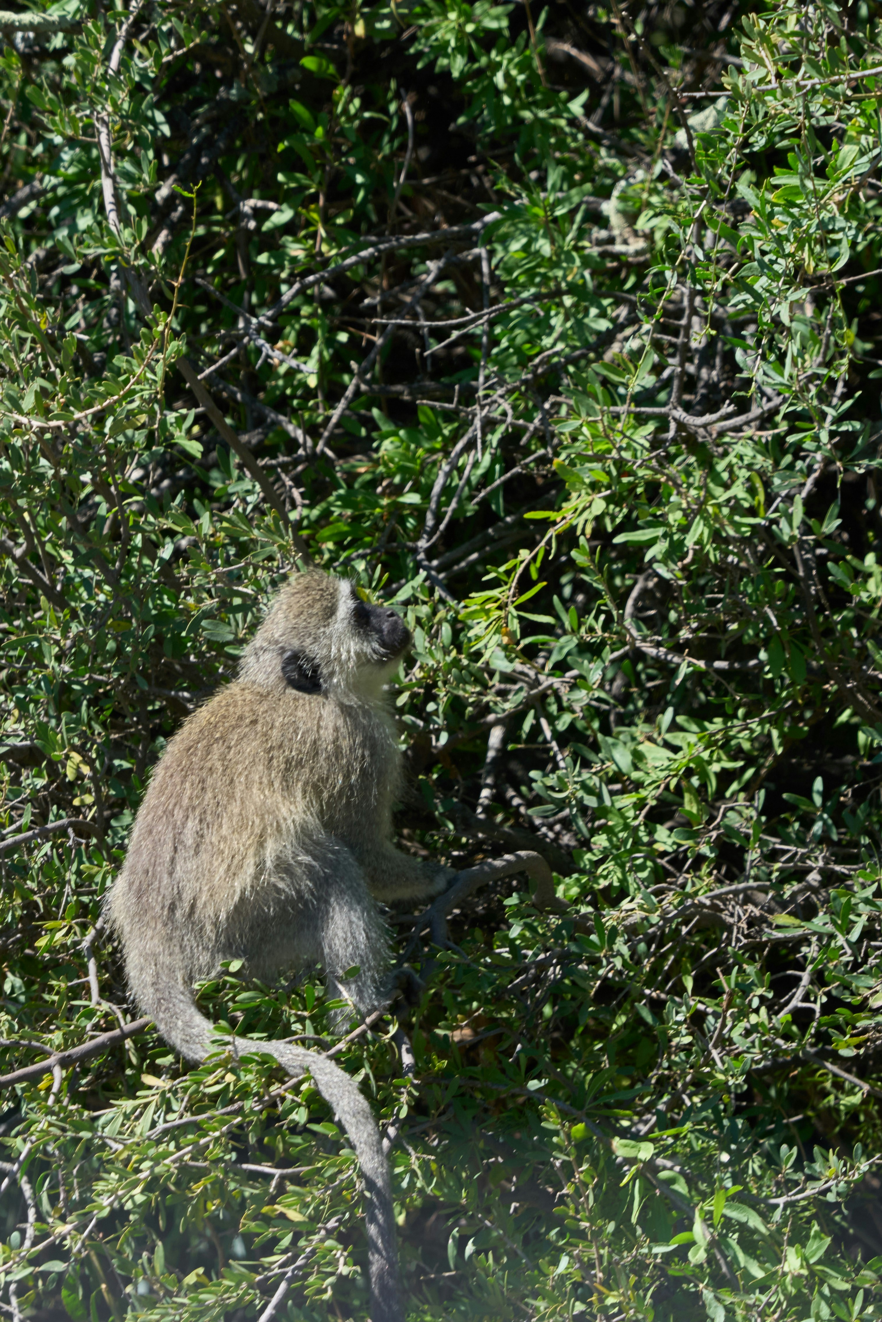 A monkey sits in a dense green bush.
