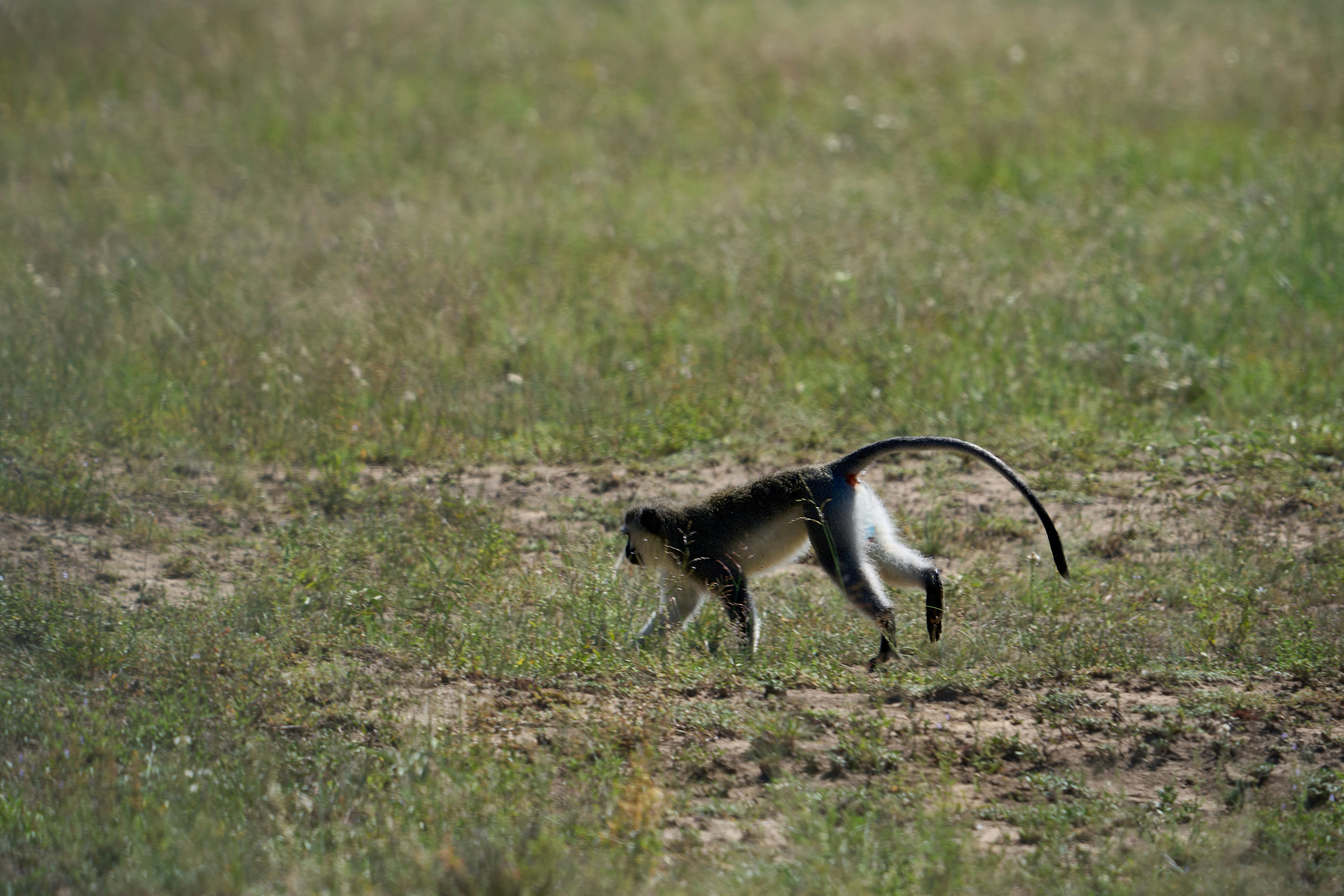 A monkey walks across a grassy field.