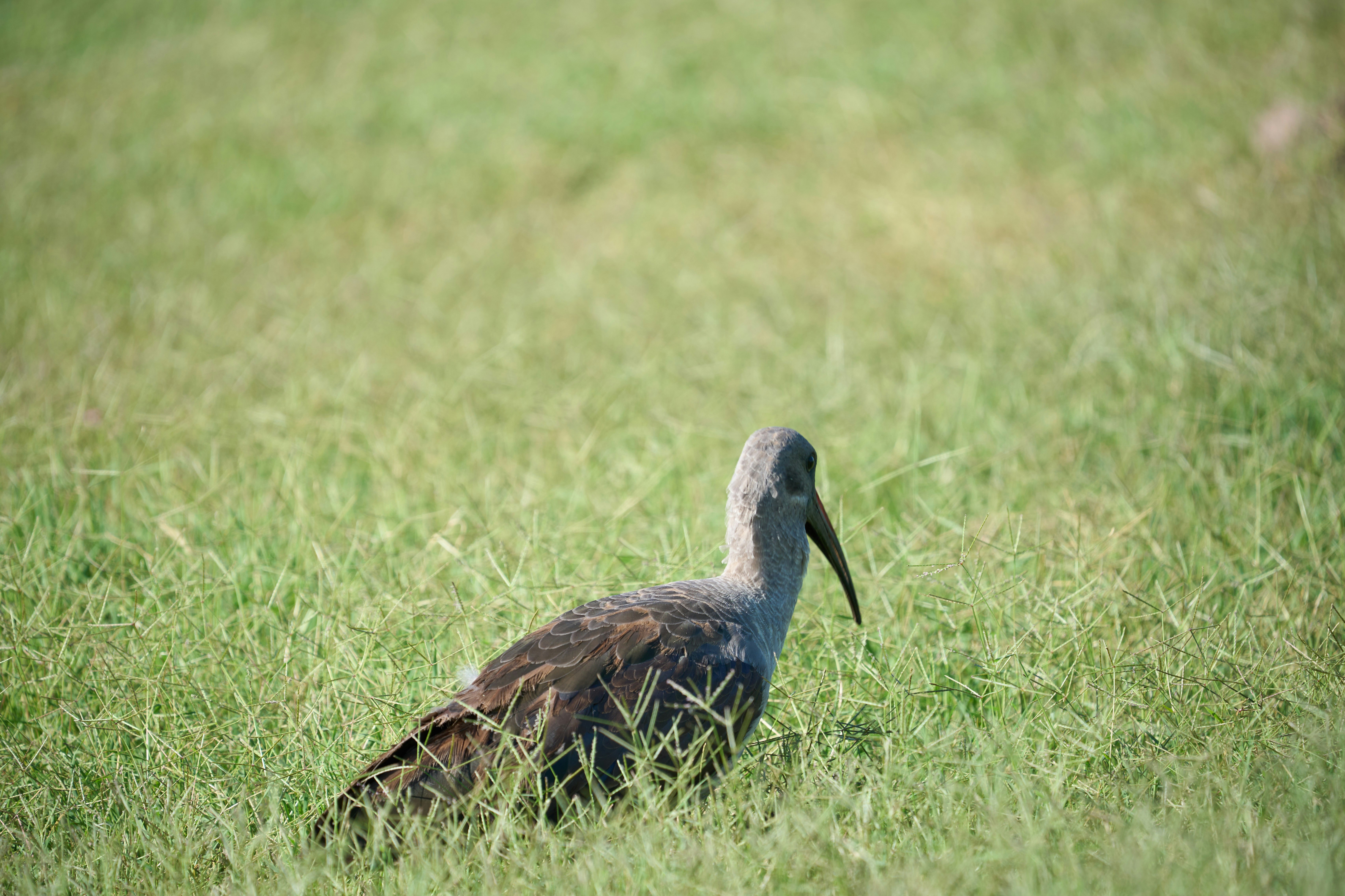 A bird with a long beak stands in grass.