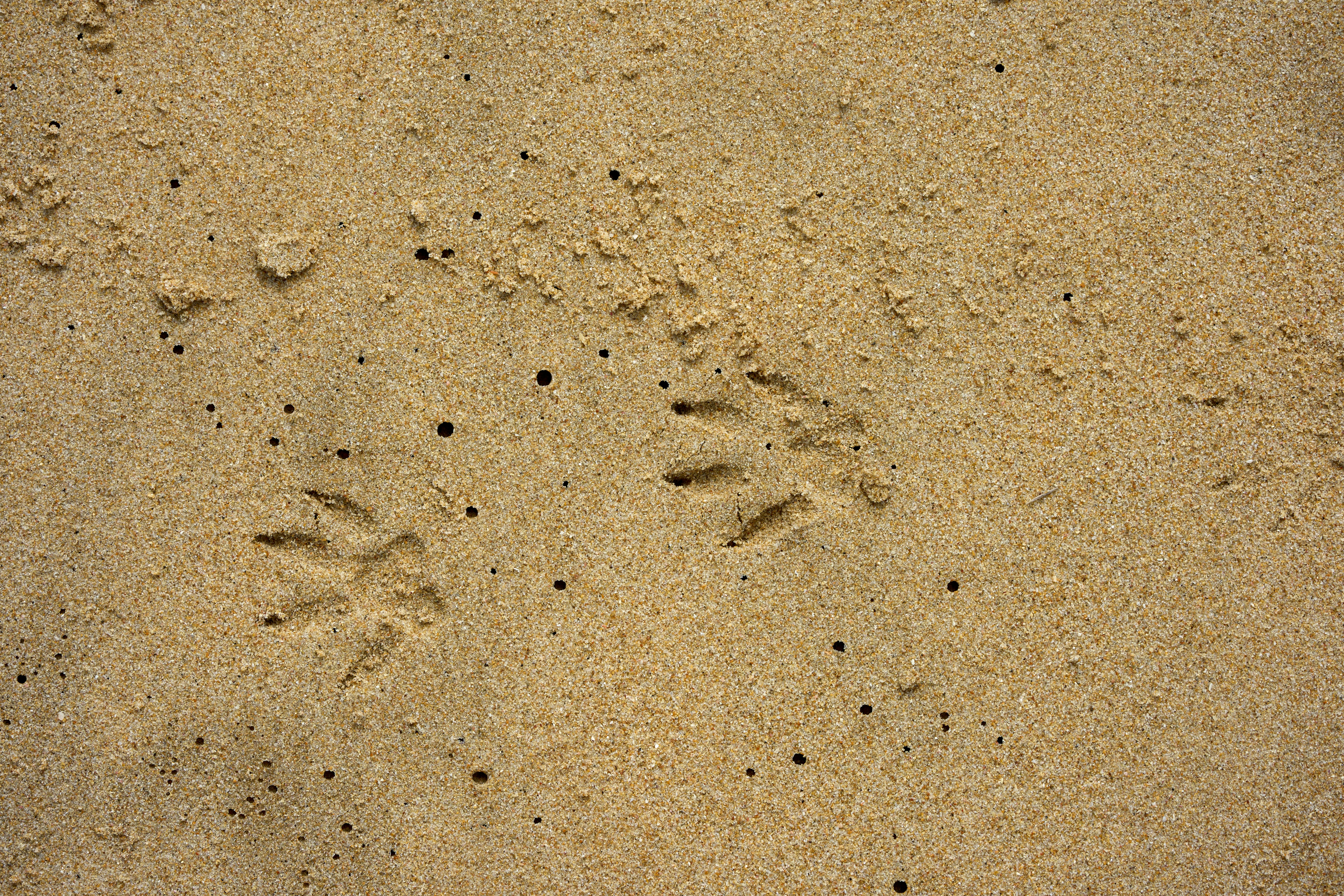 Animal tracks imprinted in the sand
