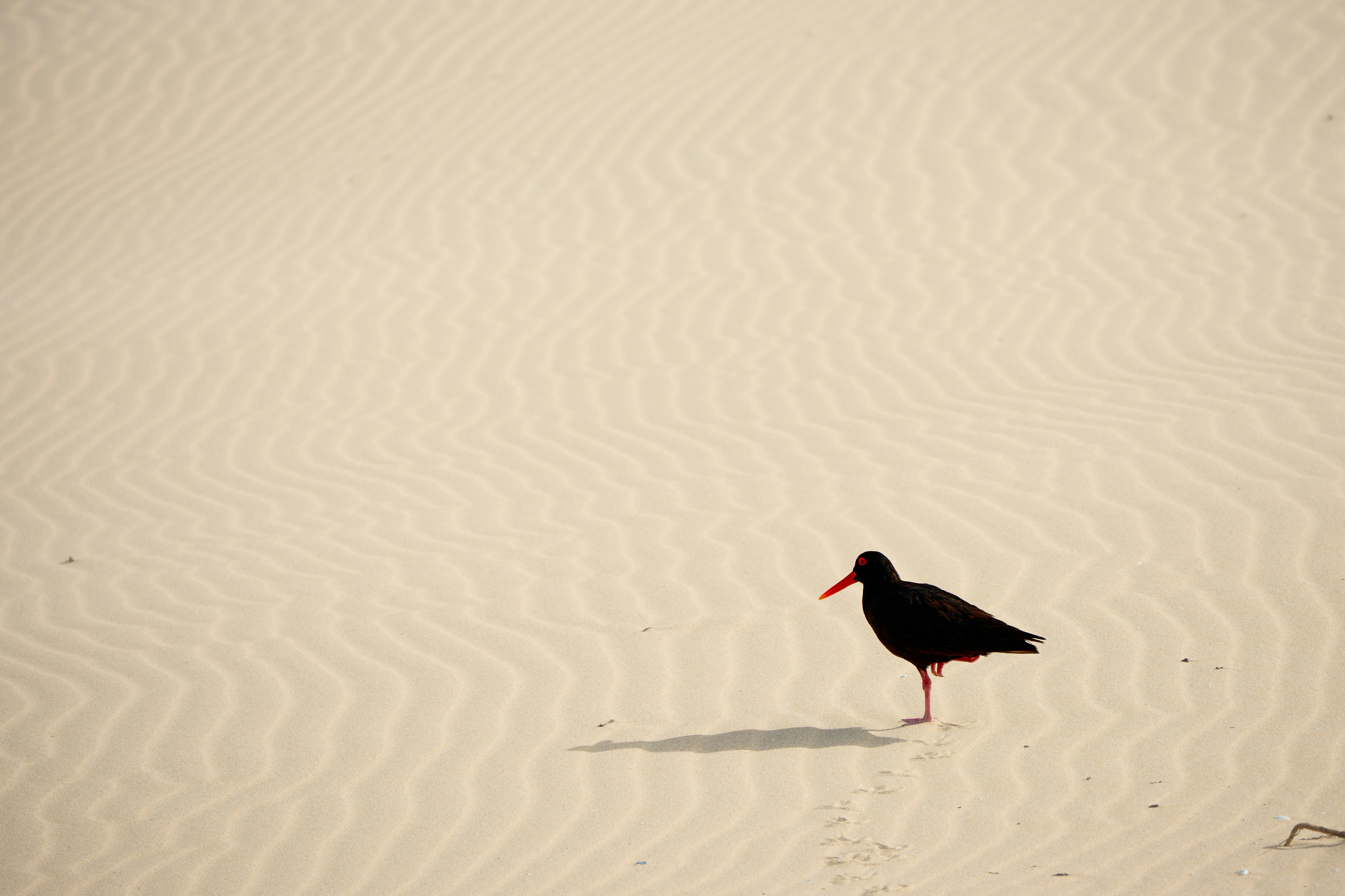 A black bird stands on rippled sand dunes.