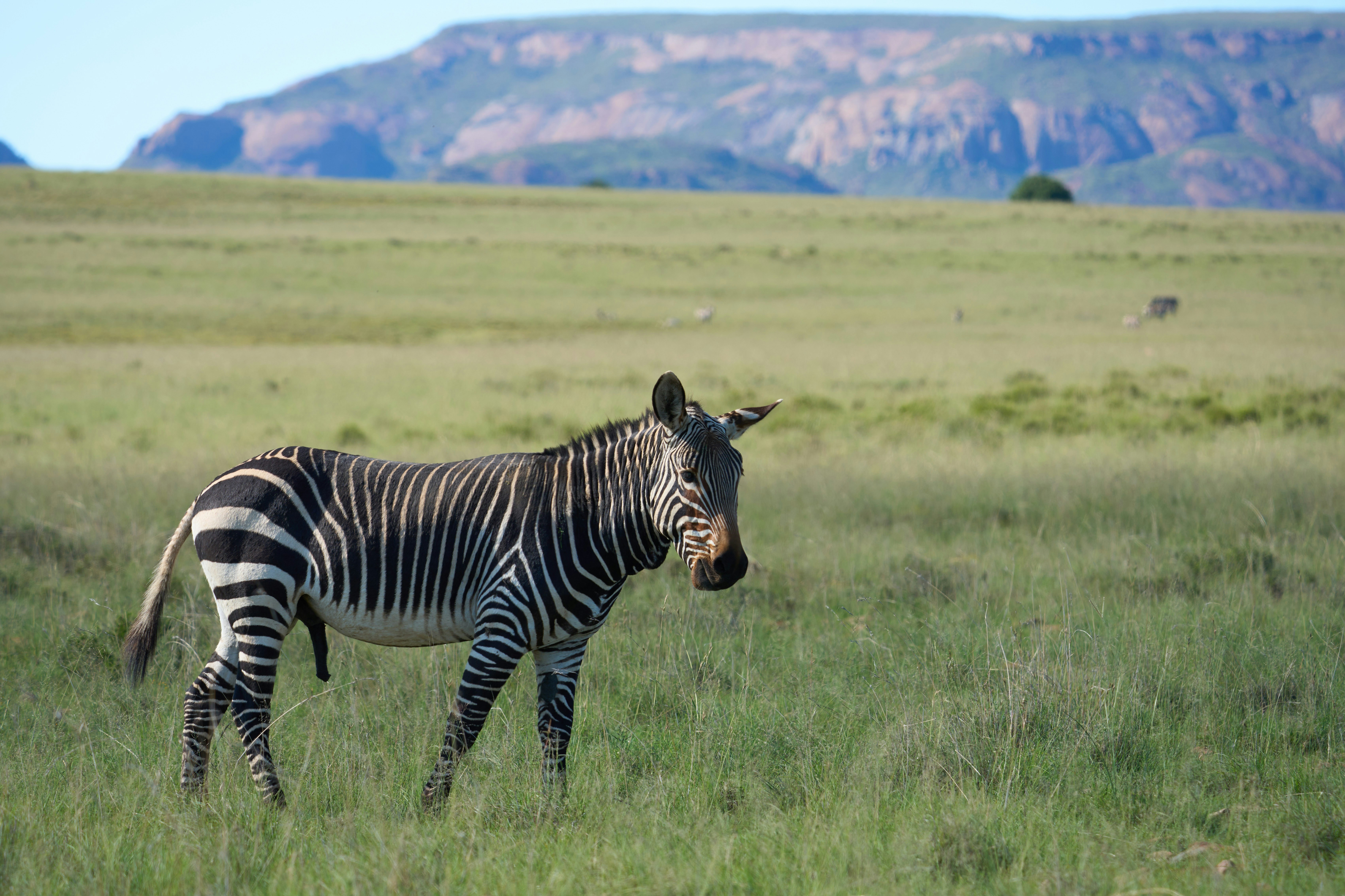 A zebra stands in a grassy field with mountains behind.