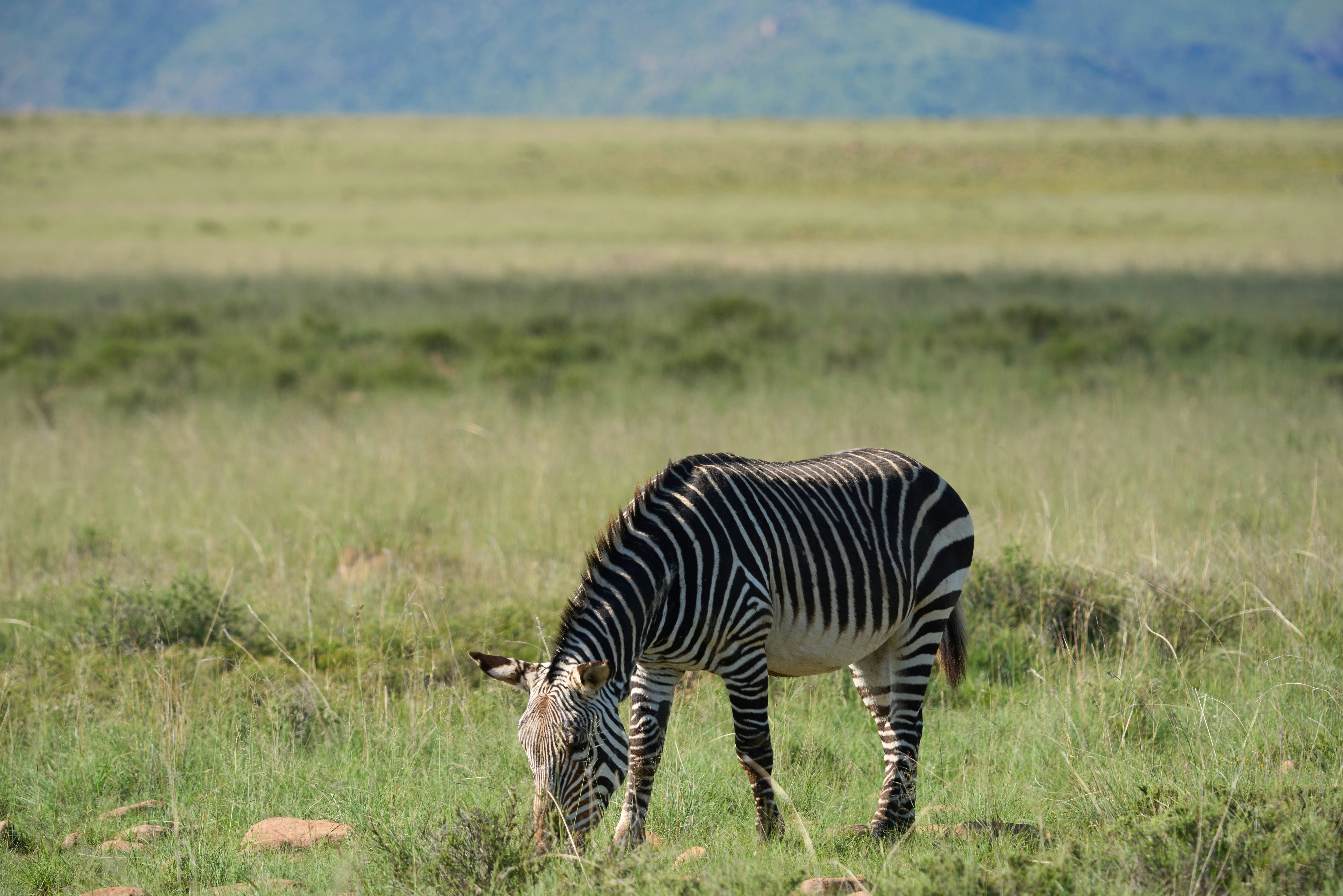 A zebra grazing in a grassy field with hills beyond.