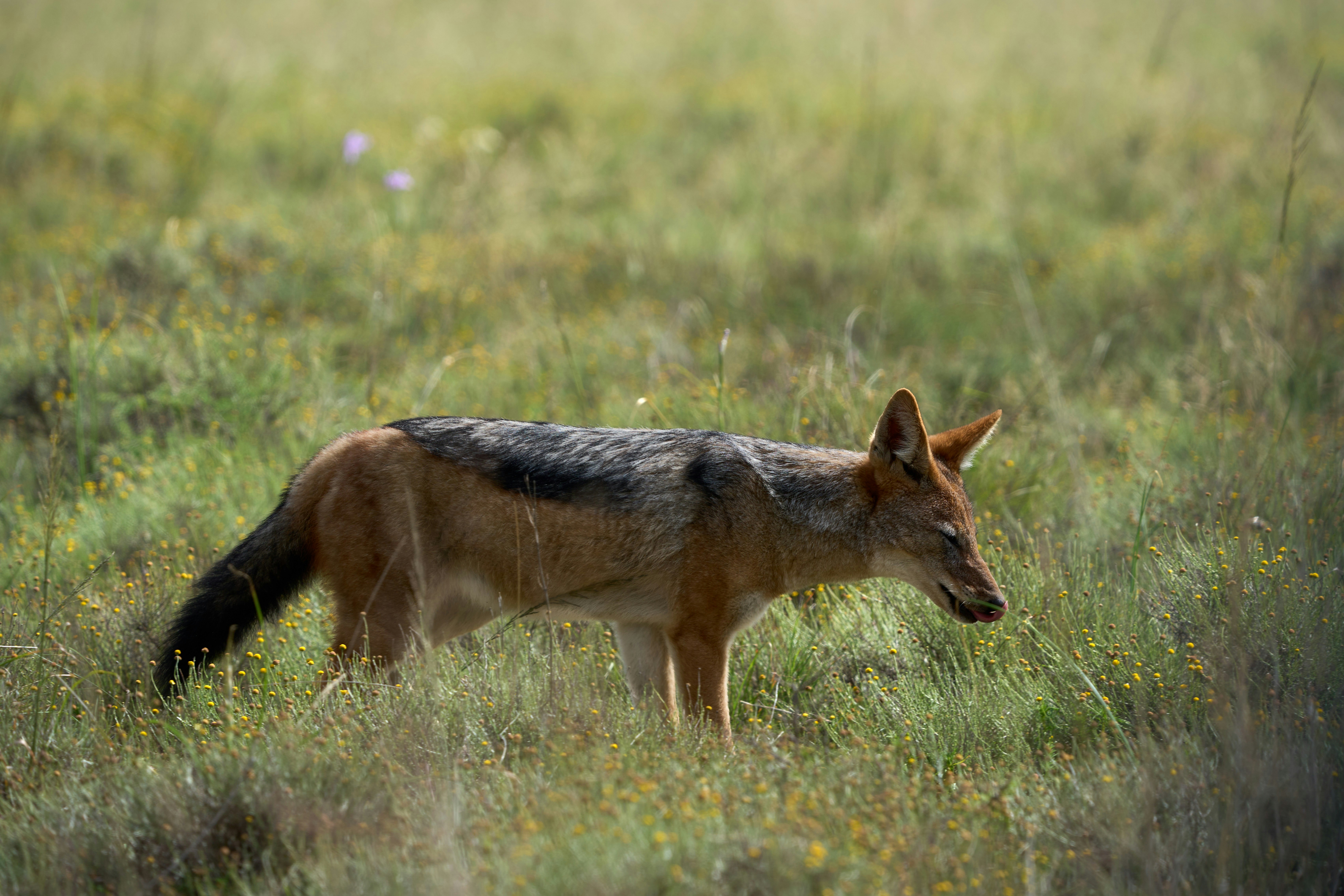 A black-backed jackal walks through tall grass.