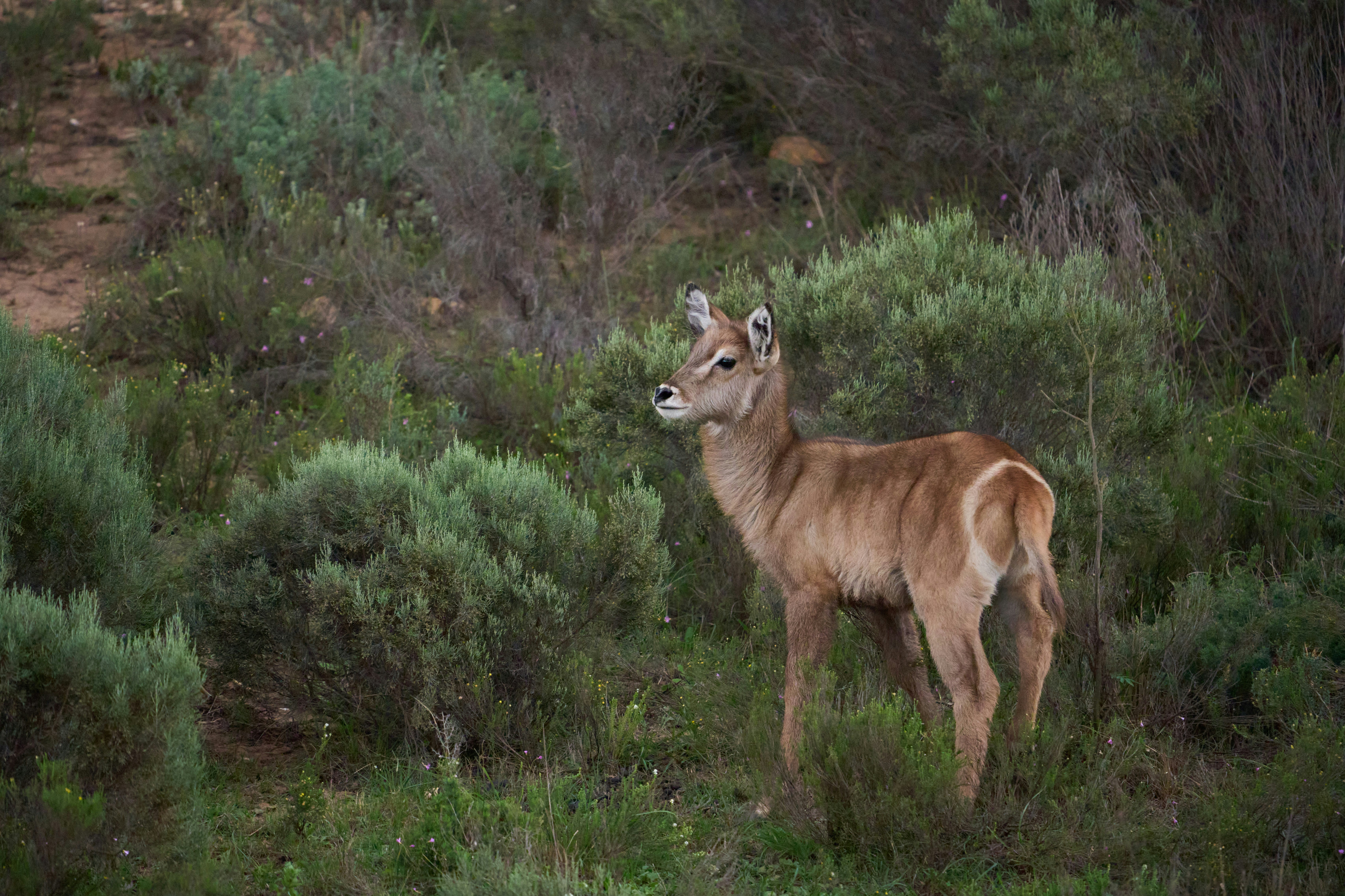 Young antelope stands in dense green shrubbery.