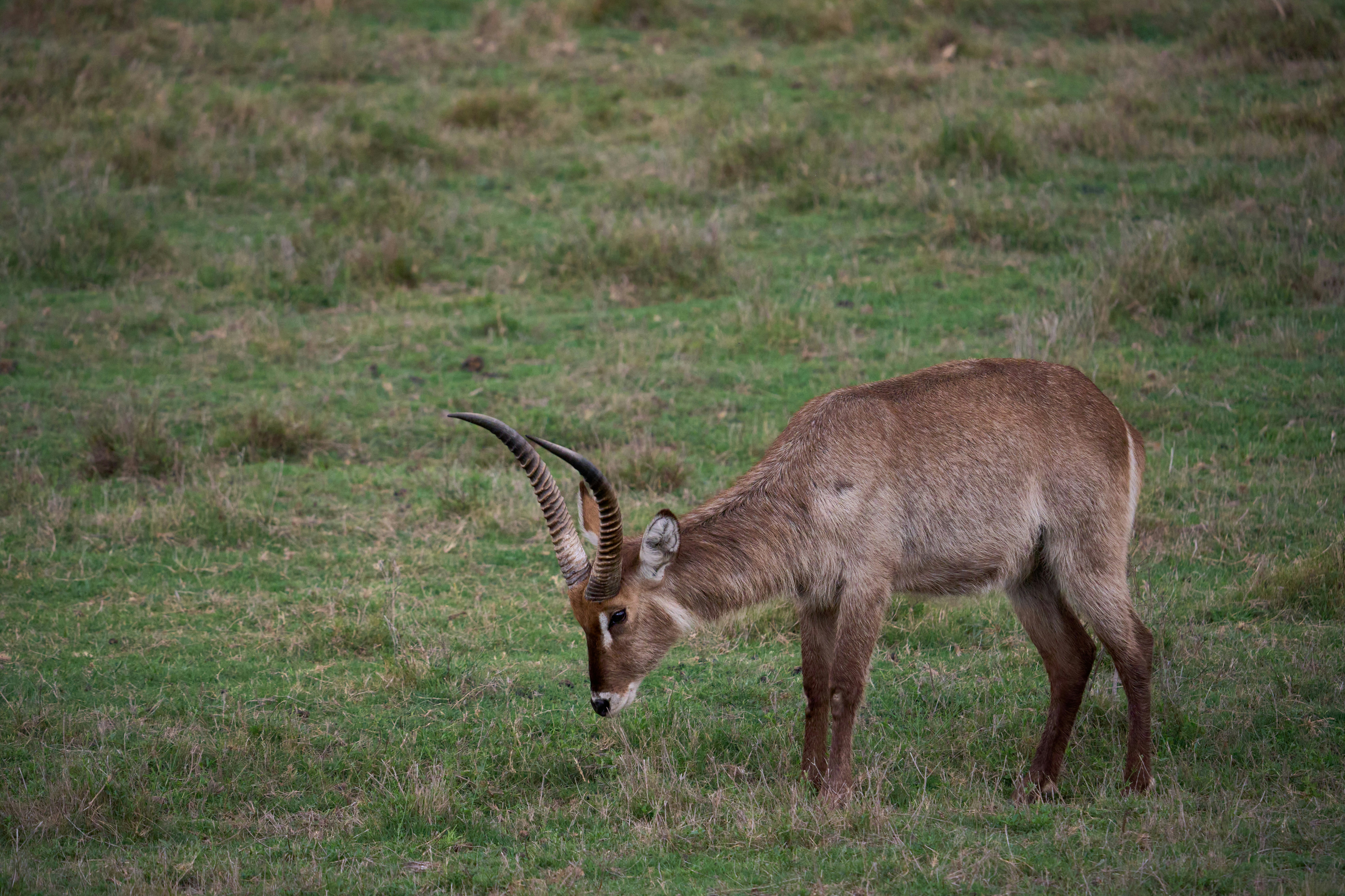 A waterbuck grazes in a grassy field.