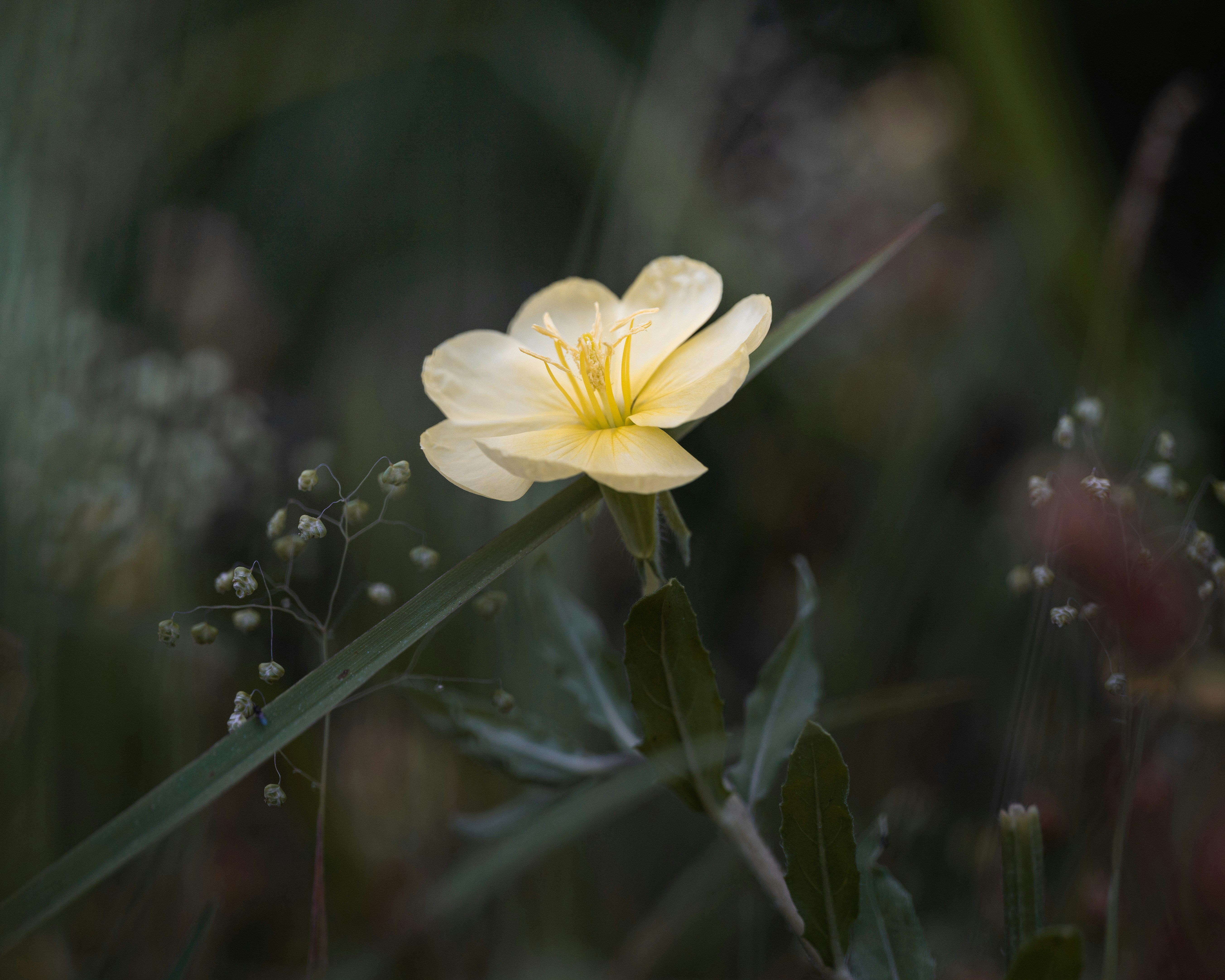 Photo by dkoplyk