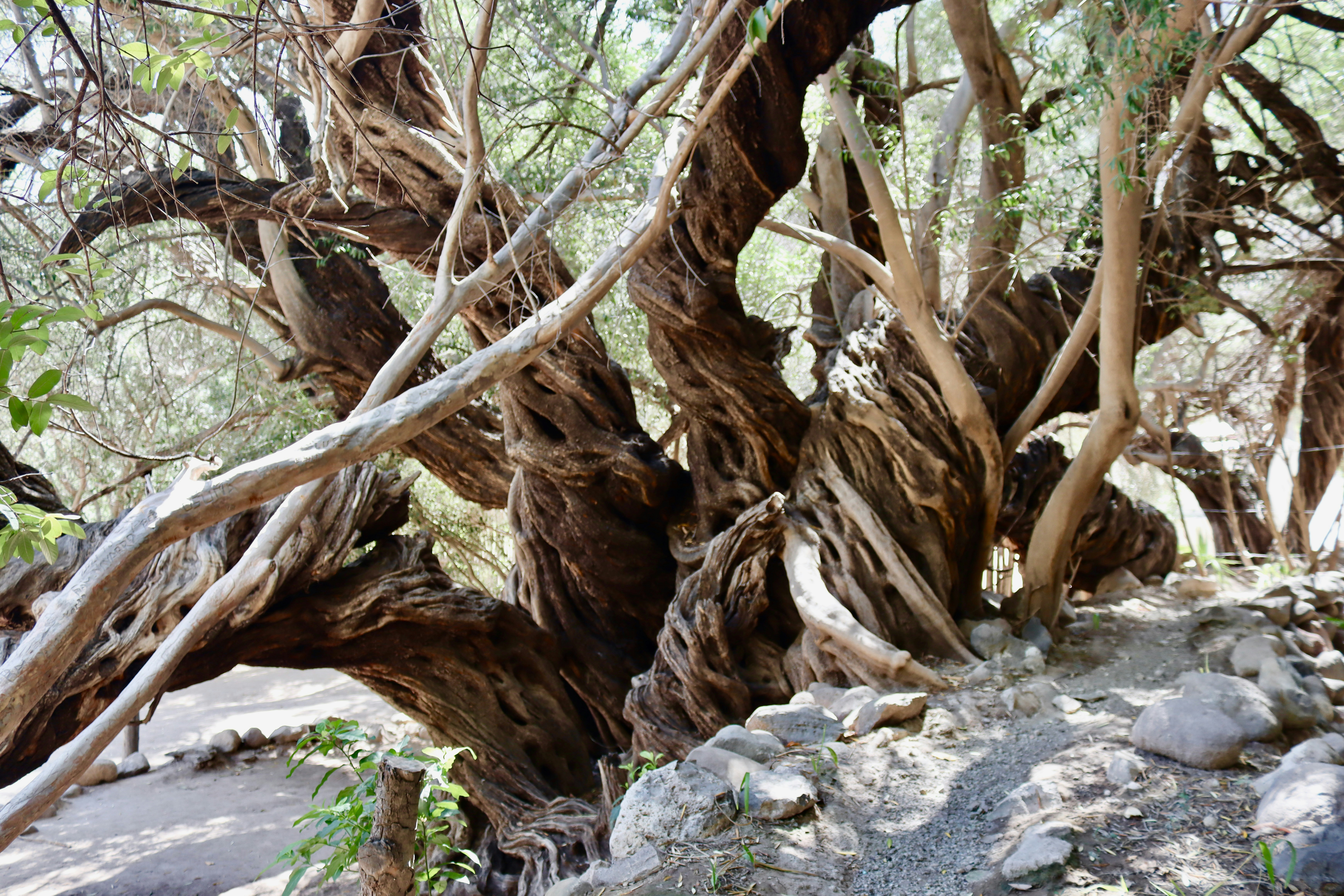 Ancient gnarled olive tree with twisted branches