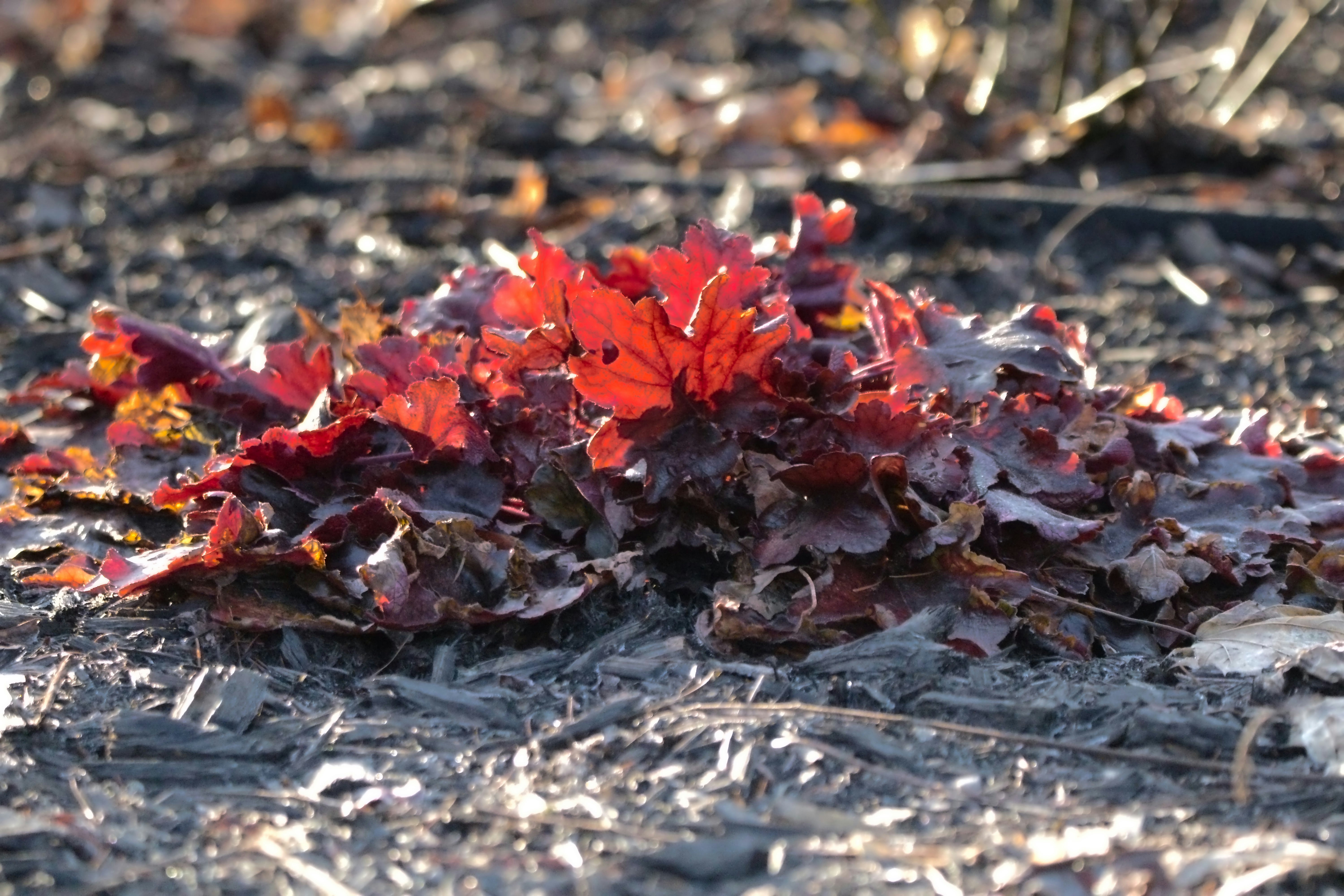 Red coral bells plant with fallen leaves