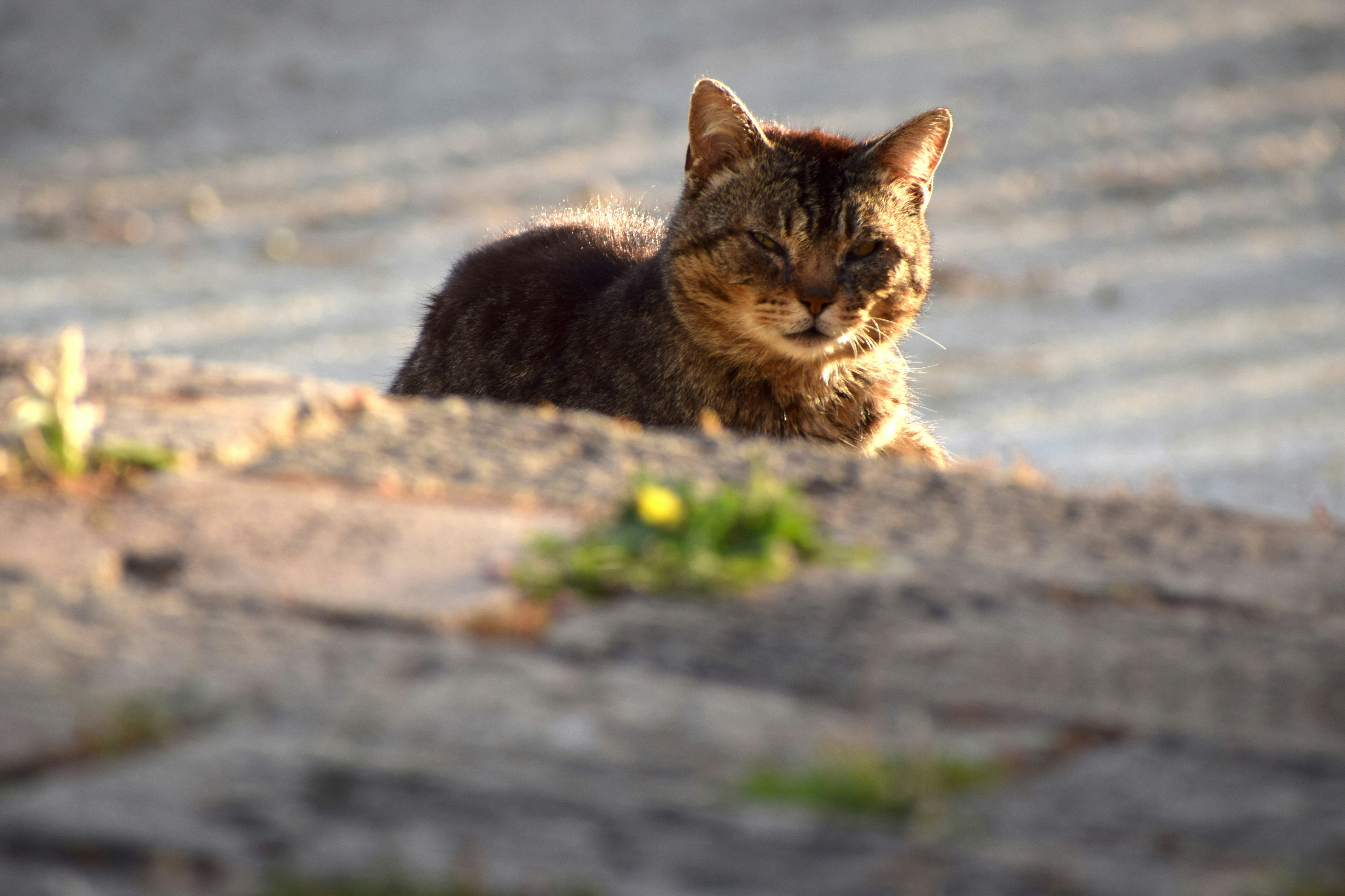 Un gatto tigrato riposa alla luce del sole.