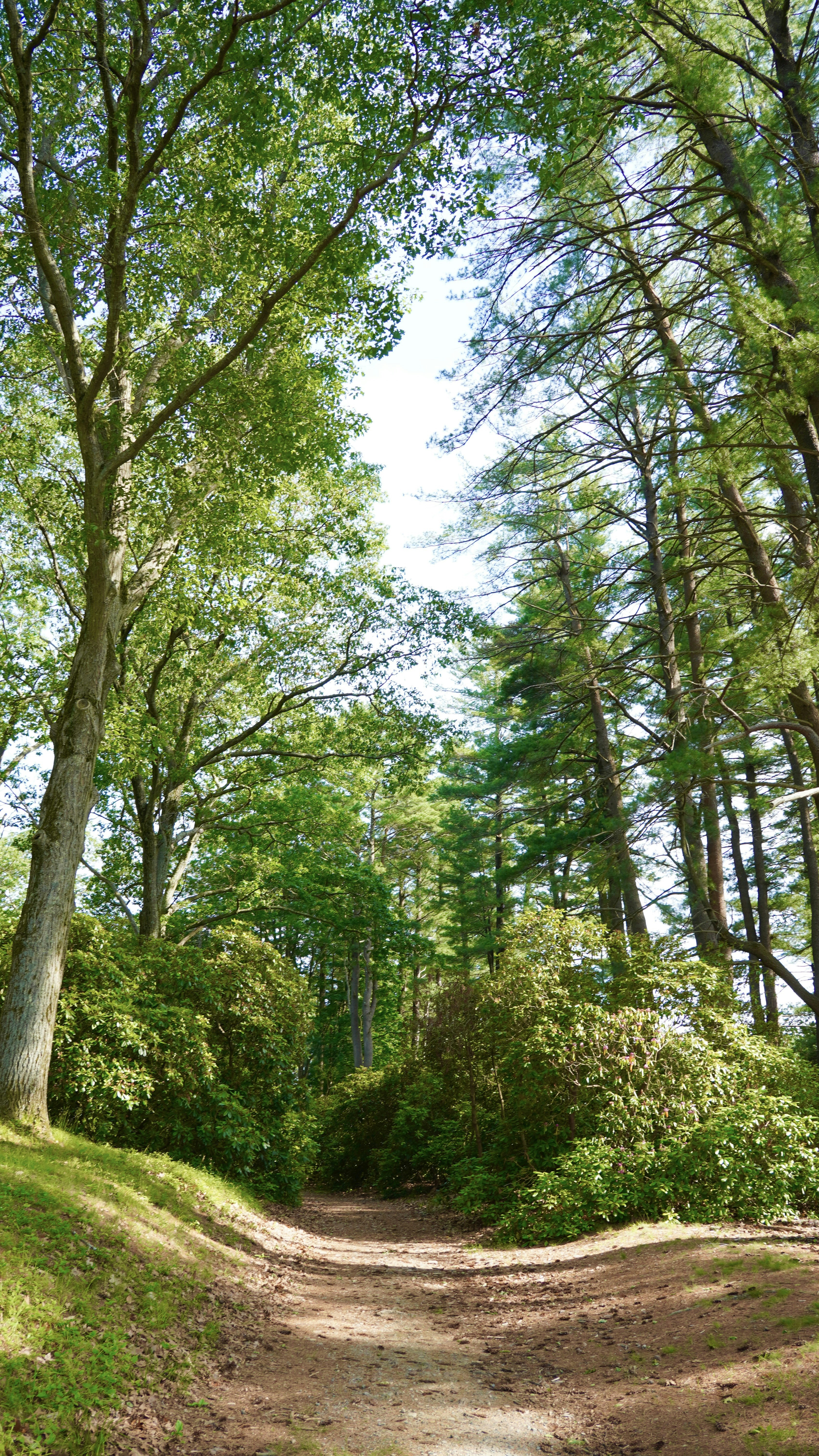 A dirt path winds through a lush green forest.