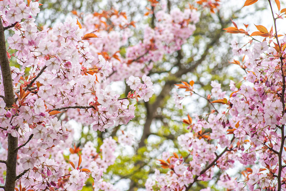 Two cherry blossom trees in full bloom stand side by side under pink and white